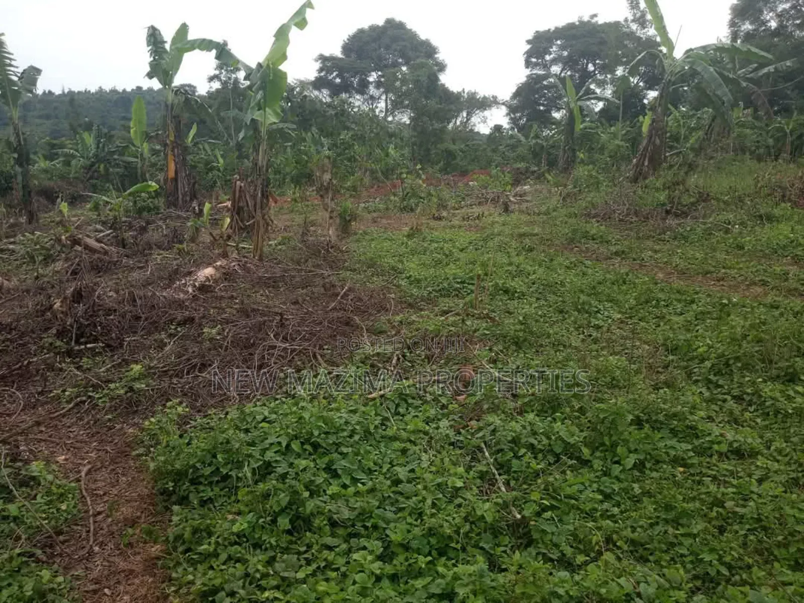 Half Acre on Quick Sale in Heart of Matuga Kilolo Village in Central Division