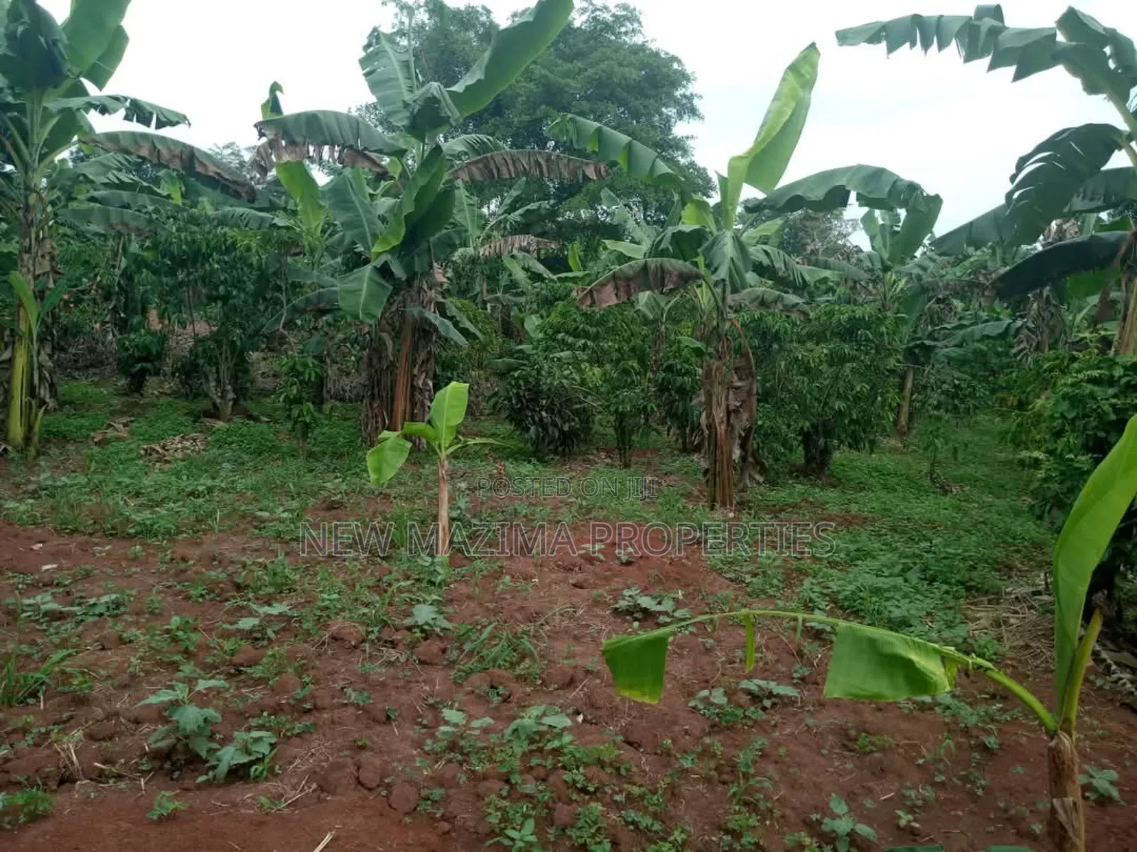 Half Acre on Quick Sale in Heart of Matuga Kilolo Village in Central Division