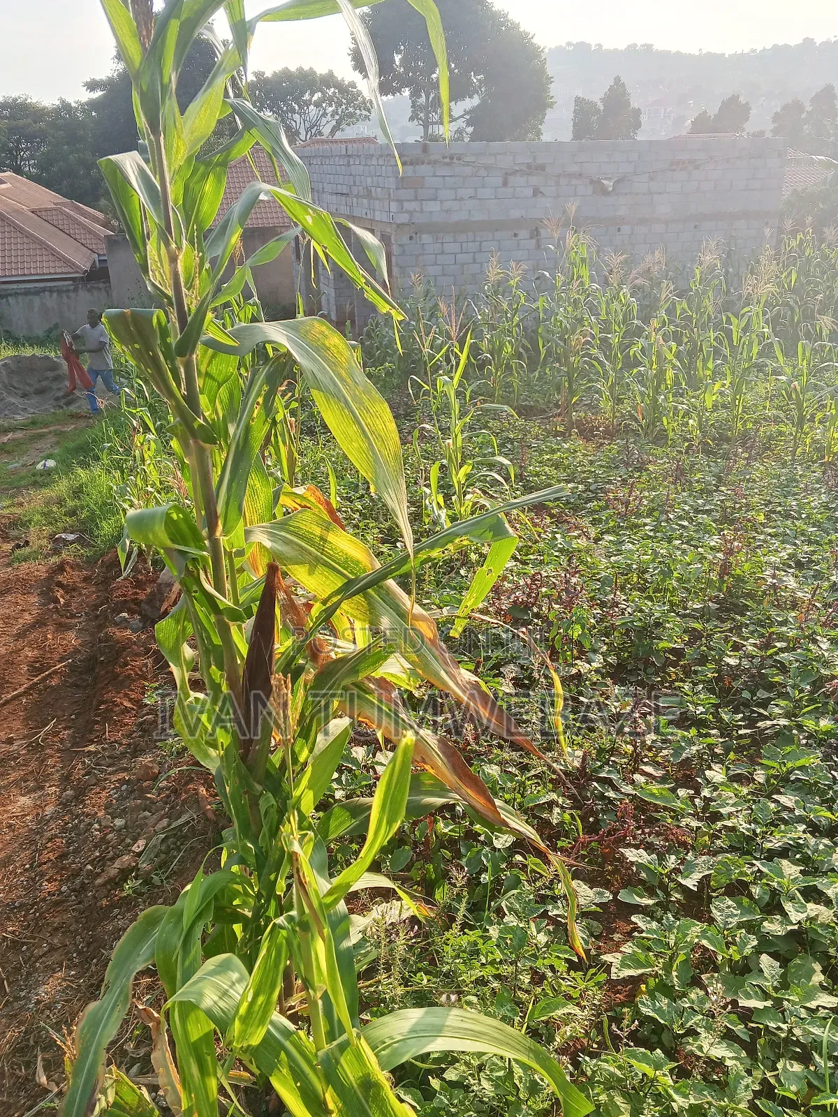 Plot for Sale in Kigo. Munyonyo Express in Makindye