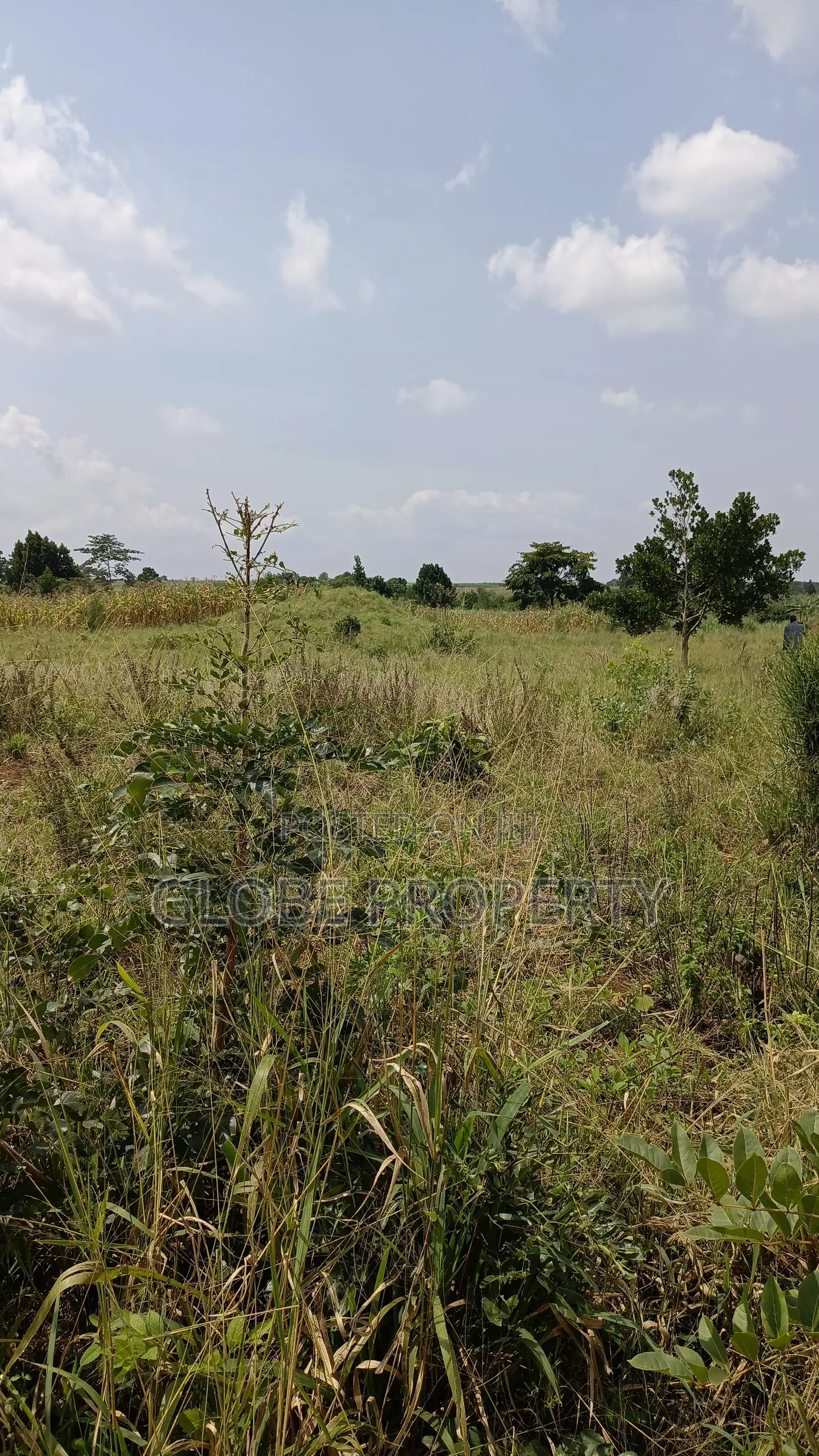 10 Acres of Farmland for Sale in Kayunga at Ugx 10m Per Acre in Bbaale