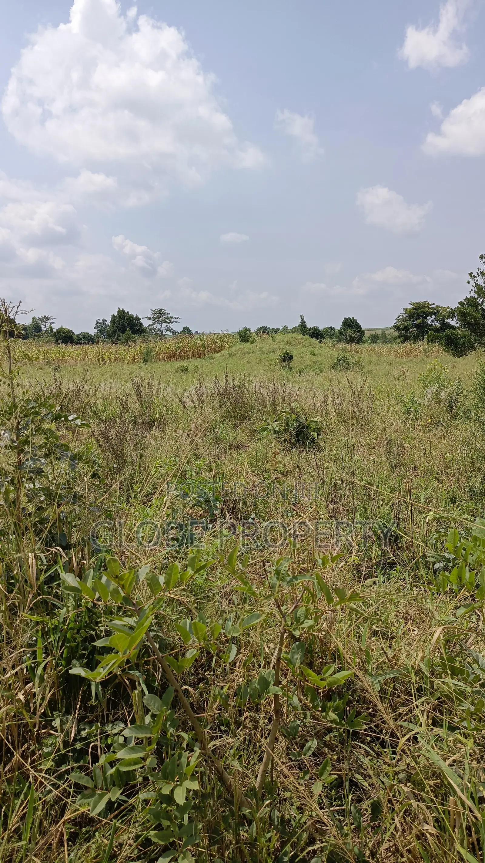 Farm Land for Sale, 5 Acres in Bbaale