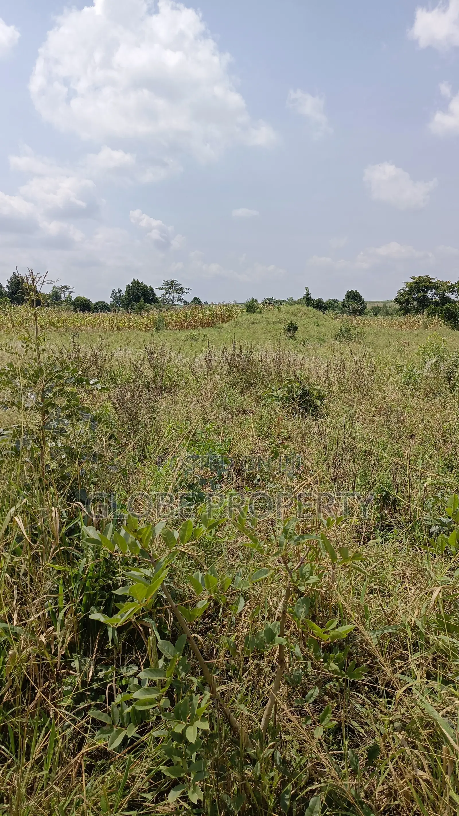 Farm Land for Sale, 10 Acres in Galiraaya