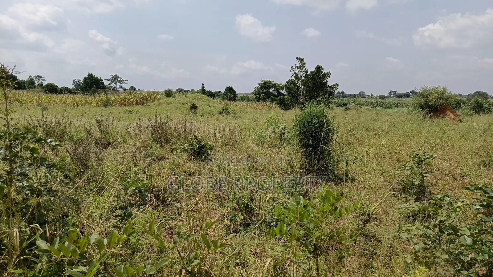 1square Mile of Farmland for Sale in Galiraaya