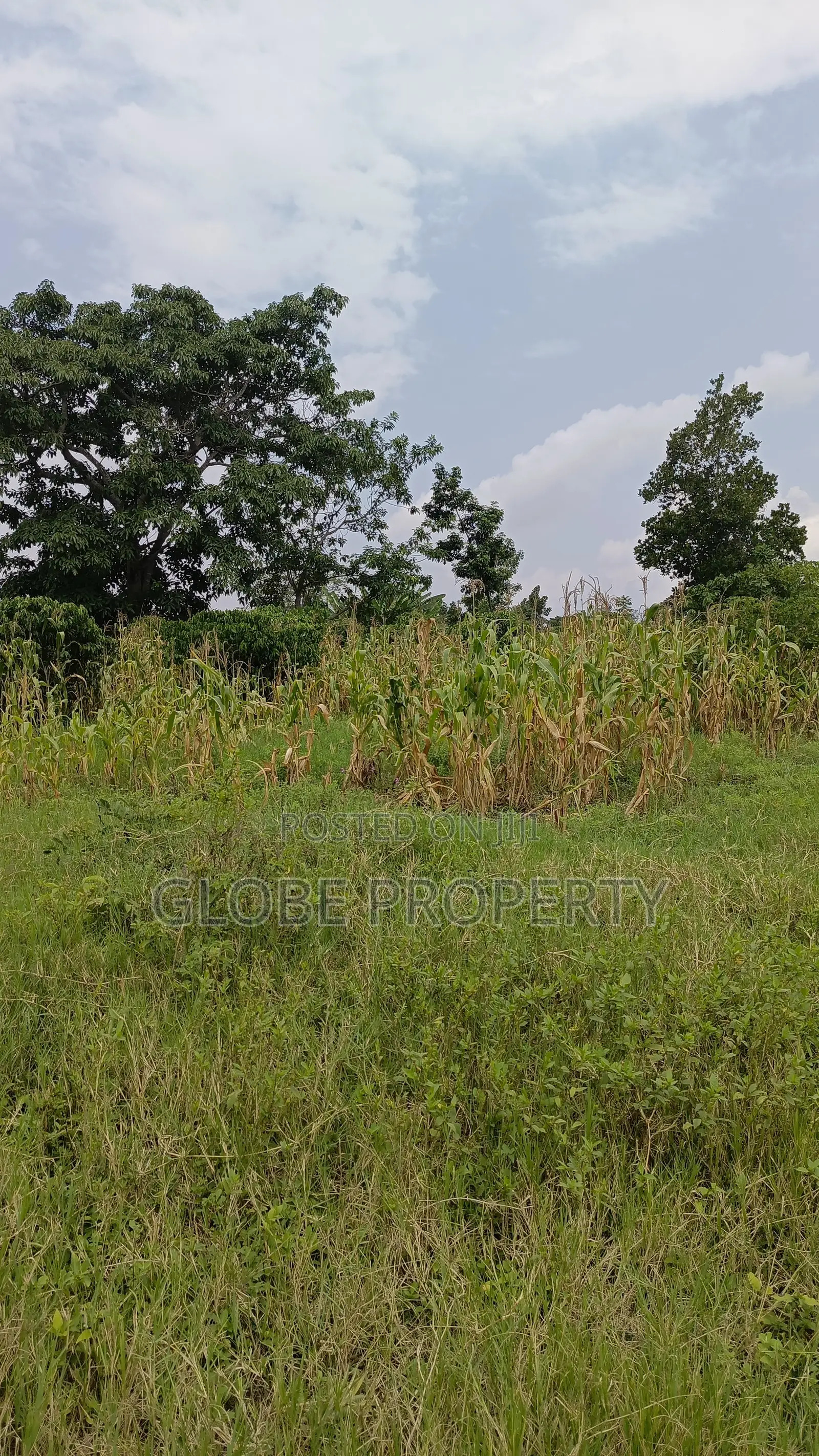 1square Mile of Farmland for Sale in Galiraaya