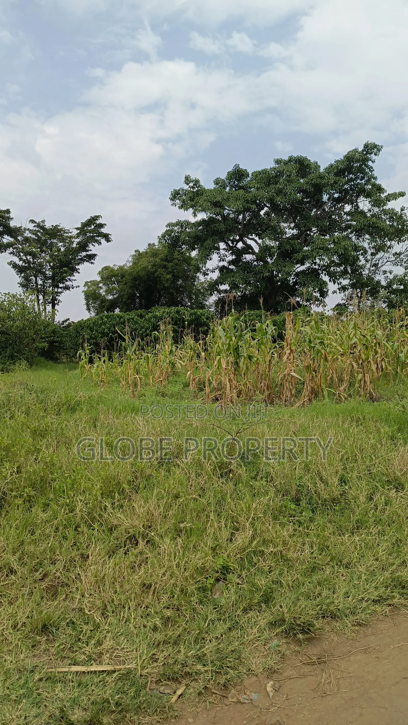 100 Acres of Farmland for Sale in Nakasongola in Nakitoma