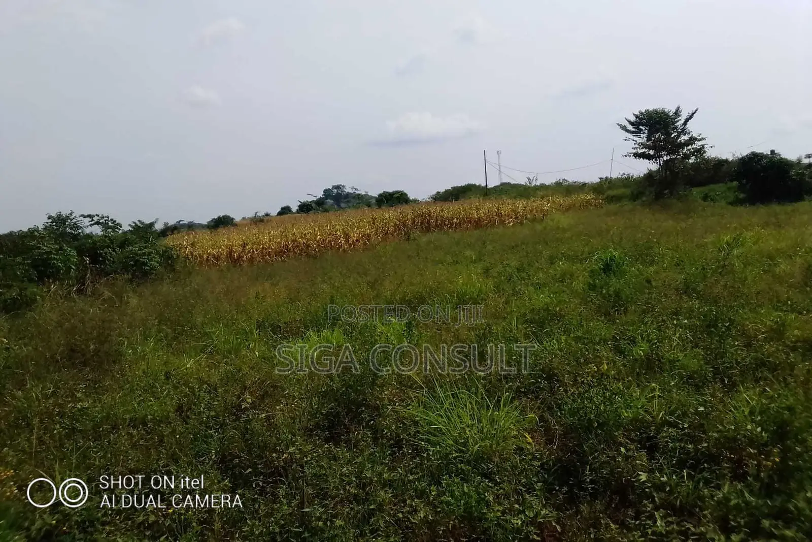 64 Acres of Land Available for Rent in Kitwe, Kayunga in Kayunga / Kayunga