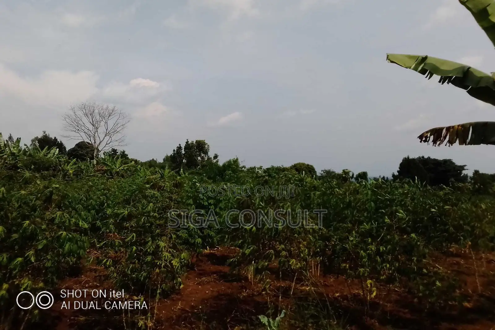 64 Acres of Land Available for Rent in Kitwe, Kayunga in Kayunga / Kayunga