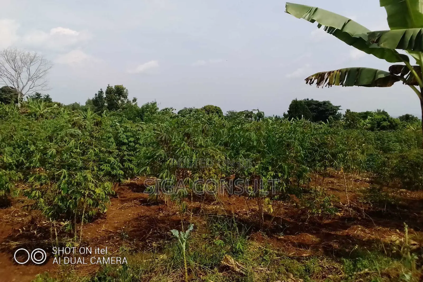 64 Acres of Land Available for Rent in Kitwe, Kayunga in Kayunga / Kayunga
