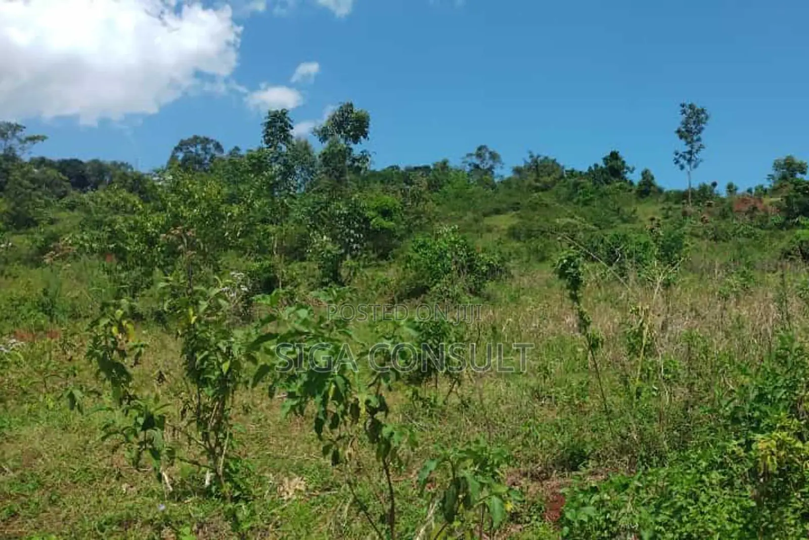 600 Acres of Farming Land Available for Rent in Bbaale, Kayunga in Bbaale