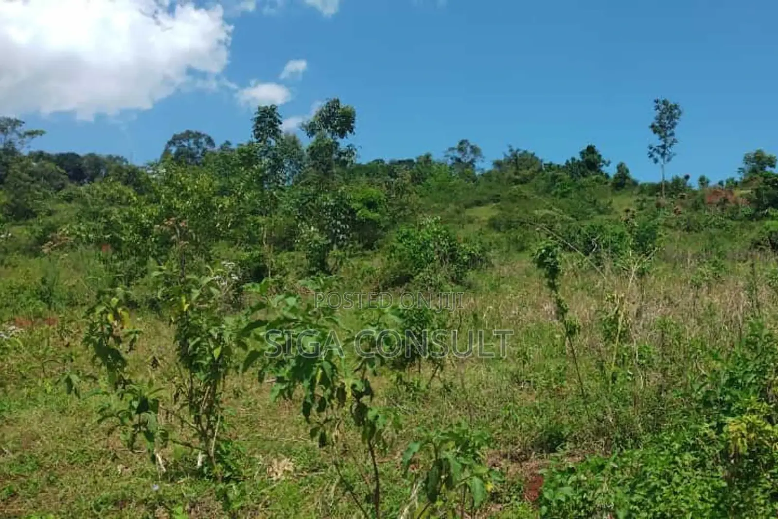 600 Acres of Farming Land Available for Rent in Bbaale, Kayunga in Bbaale