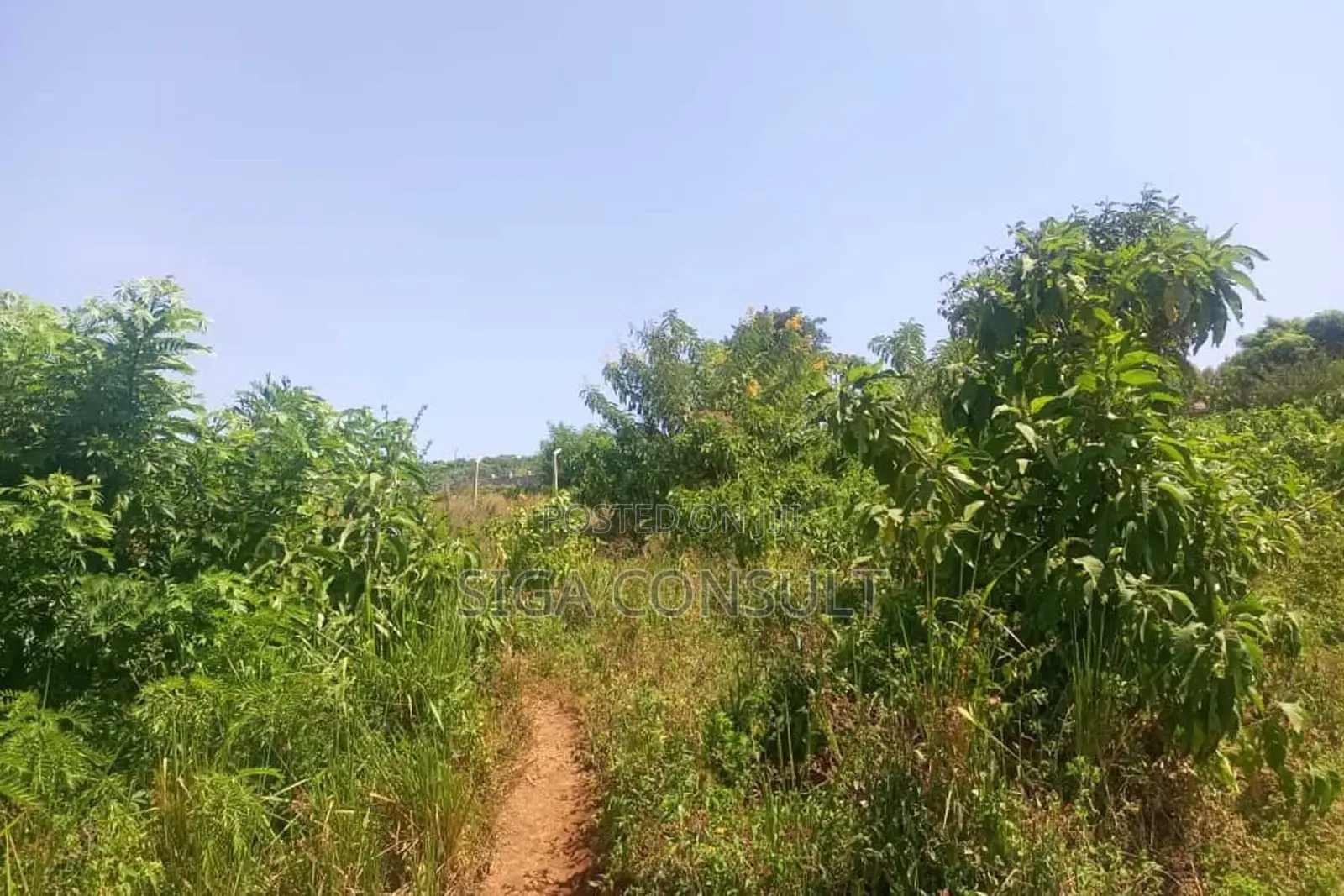 600 Acres of Farming Land Available for Rent in Bbaale, Kayunga in Bbaale