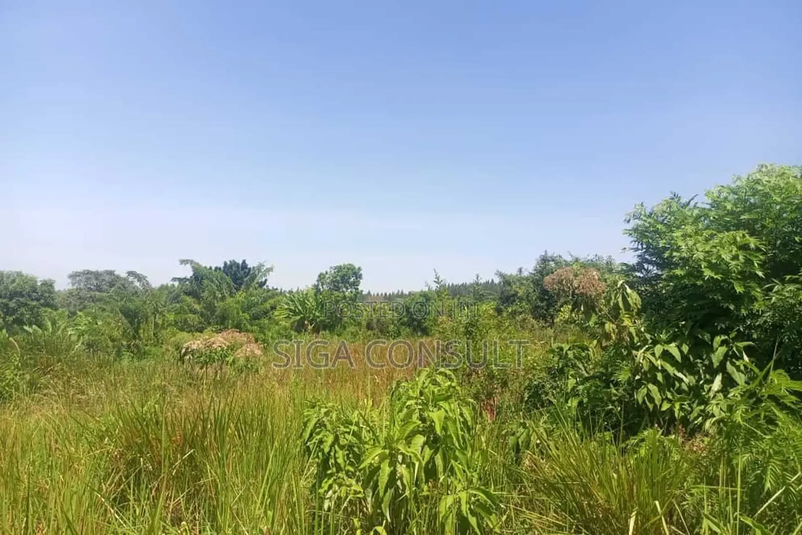 600 Acres of Farming Land Available for Rent in Bbaale, Kayunga in Bbaale