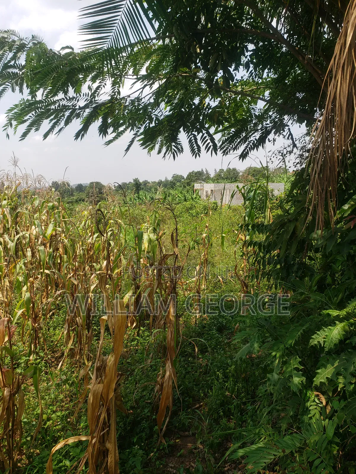 100x100 Land Buwambo, Lugo Estate in Busukuma