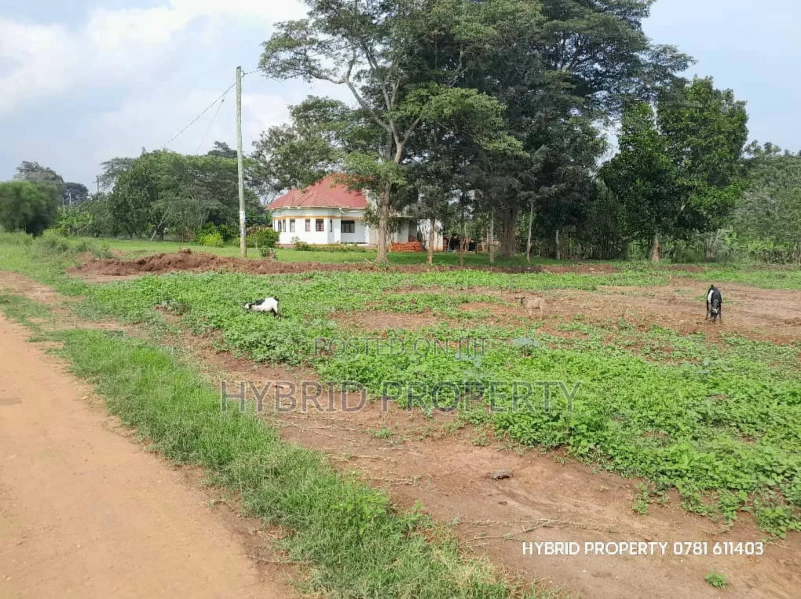 Prime Plots for Sale at Matugga~Semuto Estate Along Matugga~Semuto Rd. in Luwero / Luwero