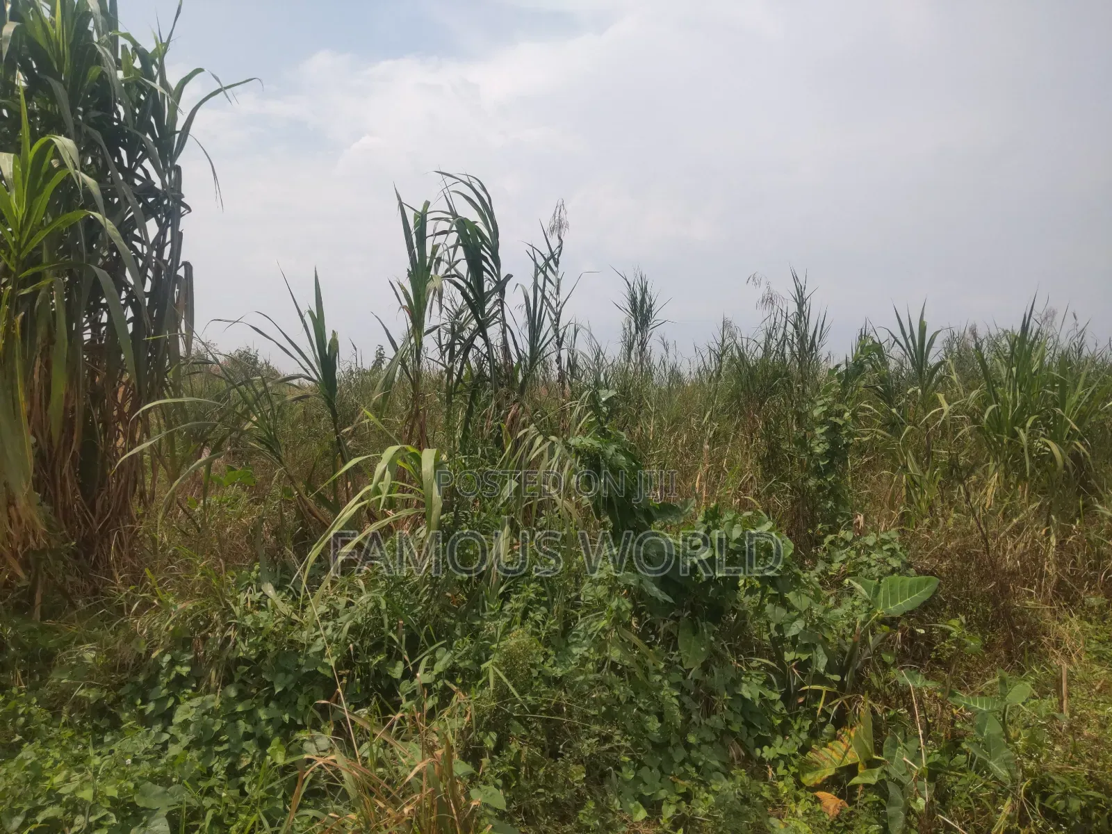 Bussi Island Farming And Residential Plots in Kasanje