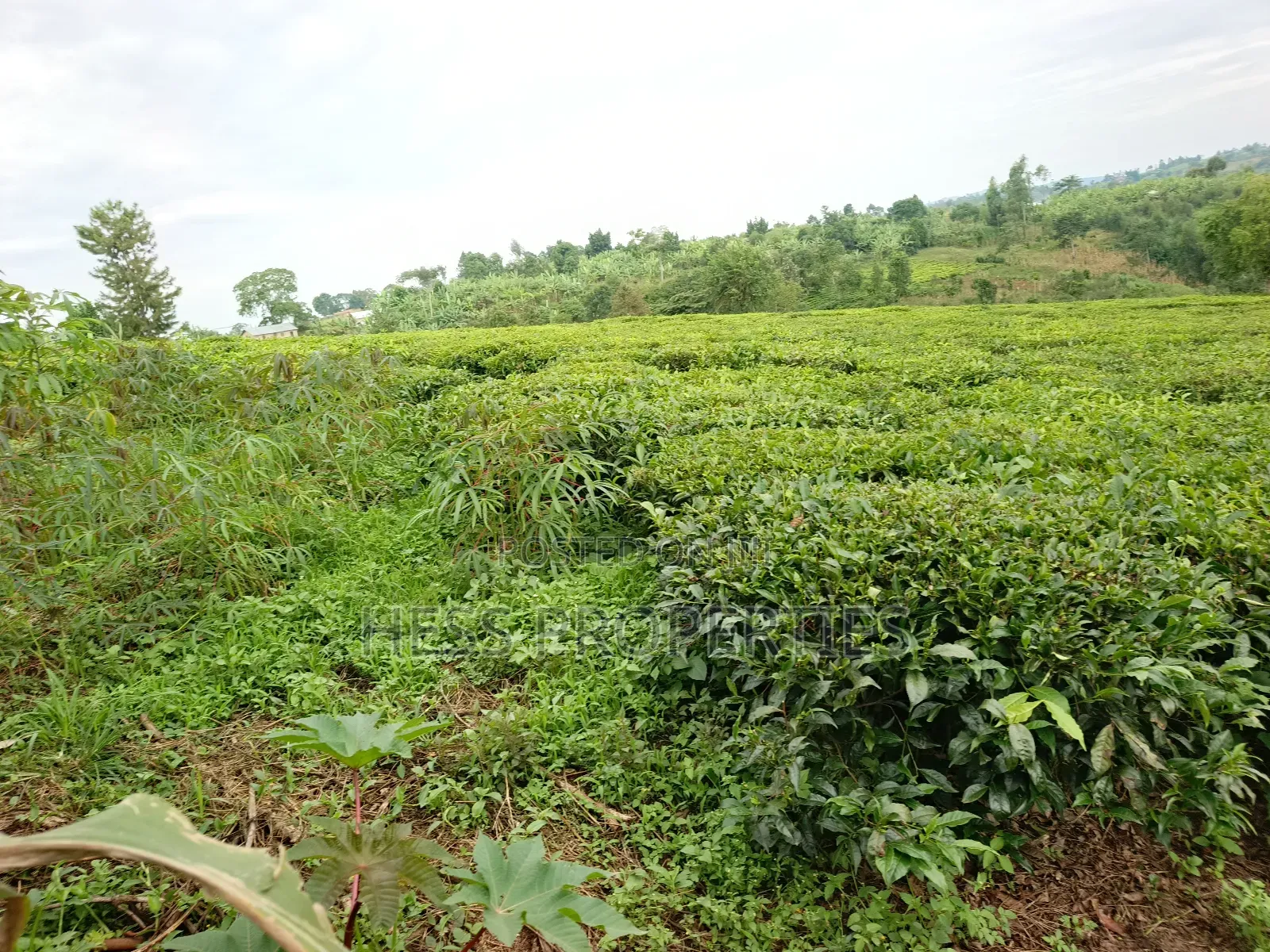 Agricultural Land on Sale in Kyenjojo