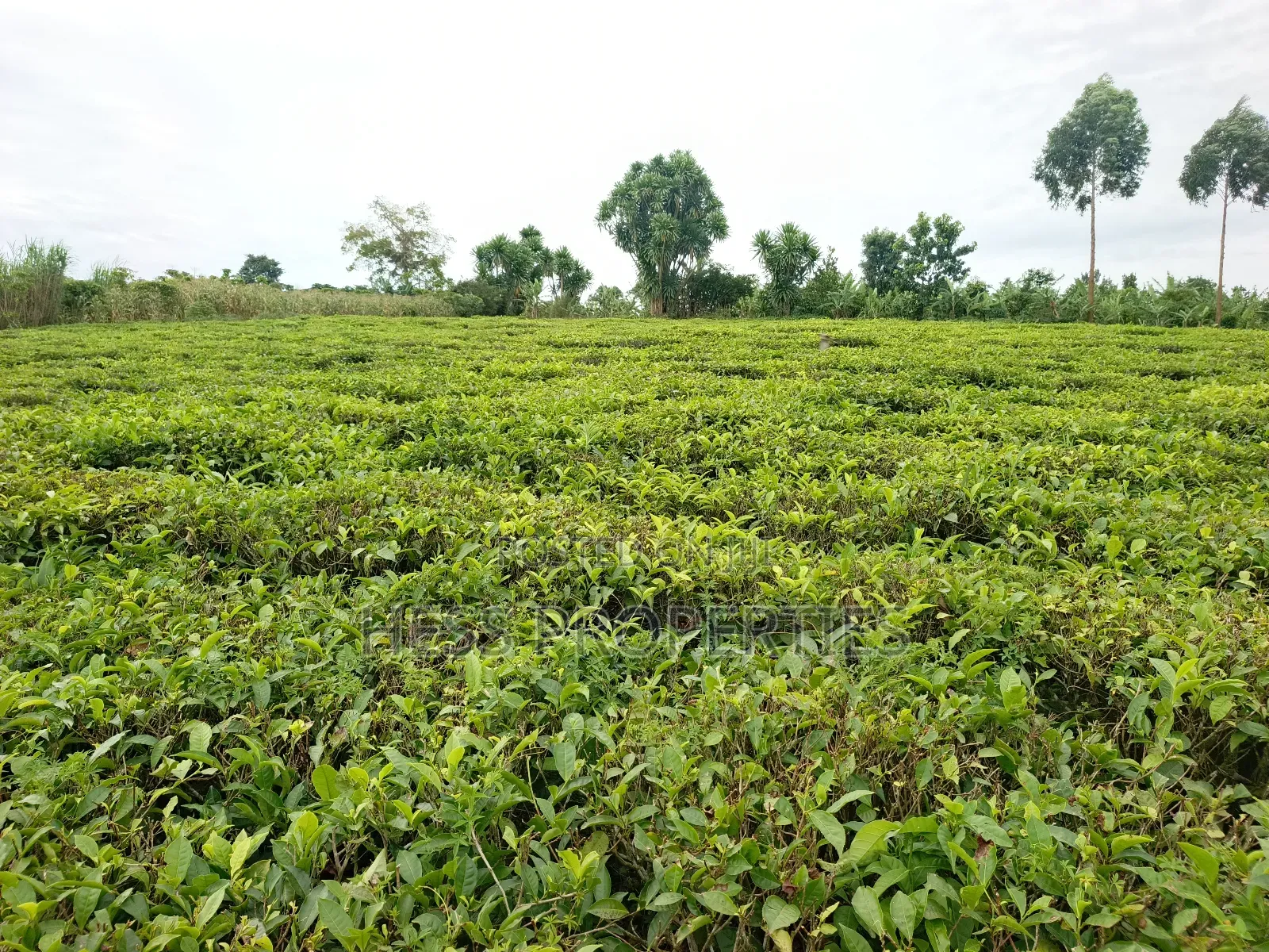 Agricultural Land on Sale in Kyenjojo