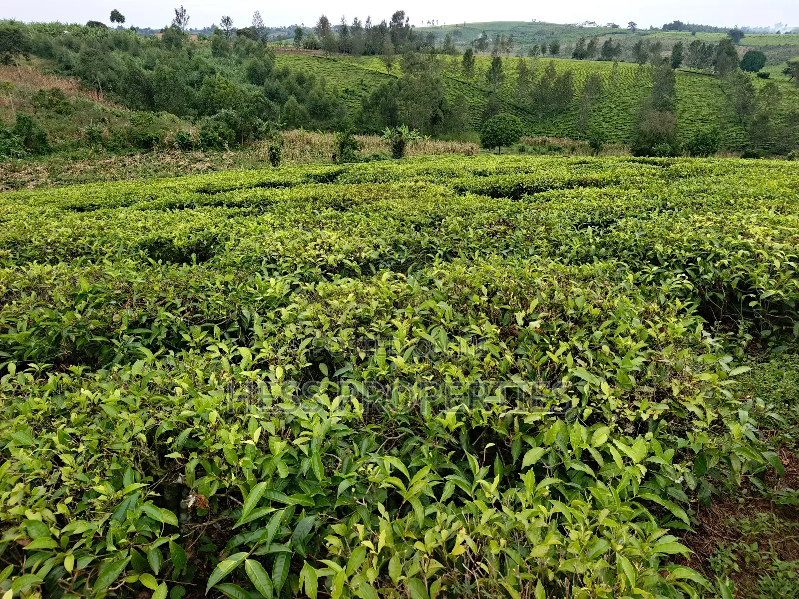 Agricultural Land on Sale in Kyenjojo