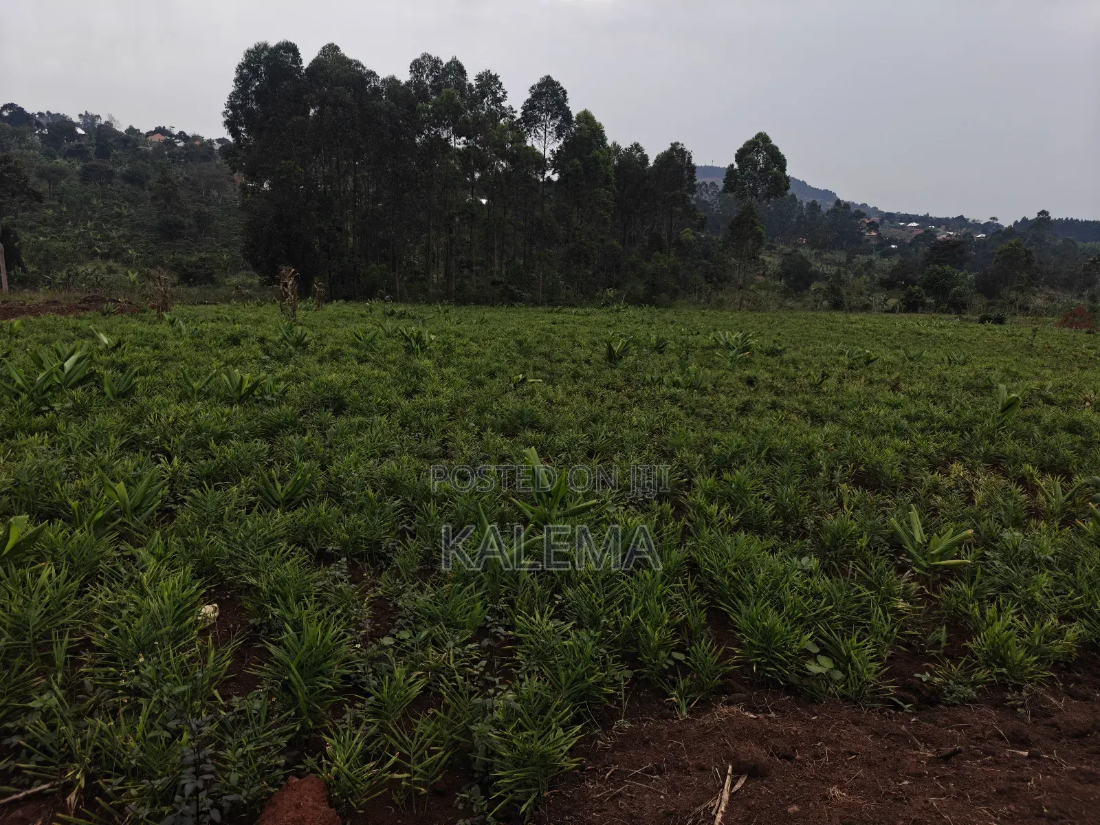 Private Milo Land With Ready Titles in Mpigi / Mpigi