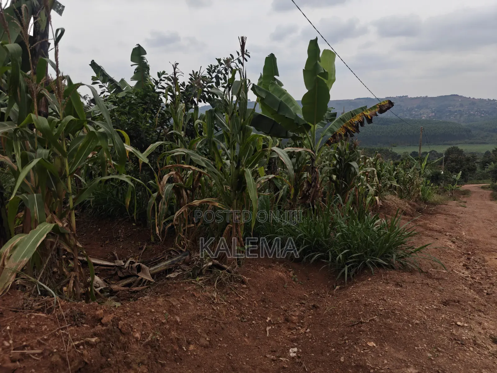 Nsangi Plot With Ready Land Tiles in Nsangi