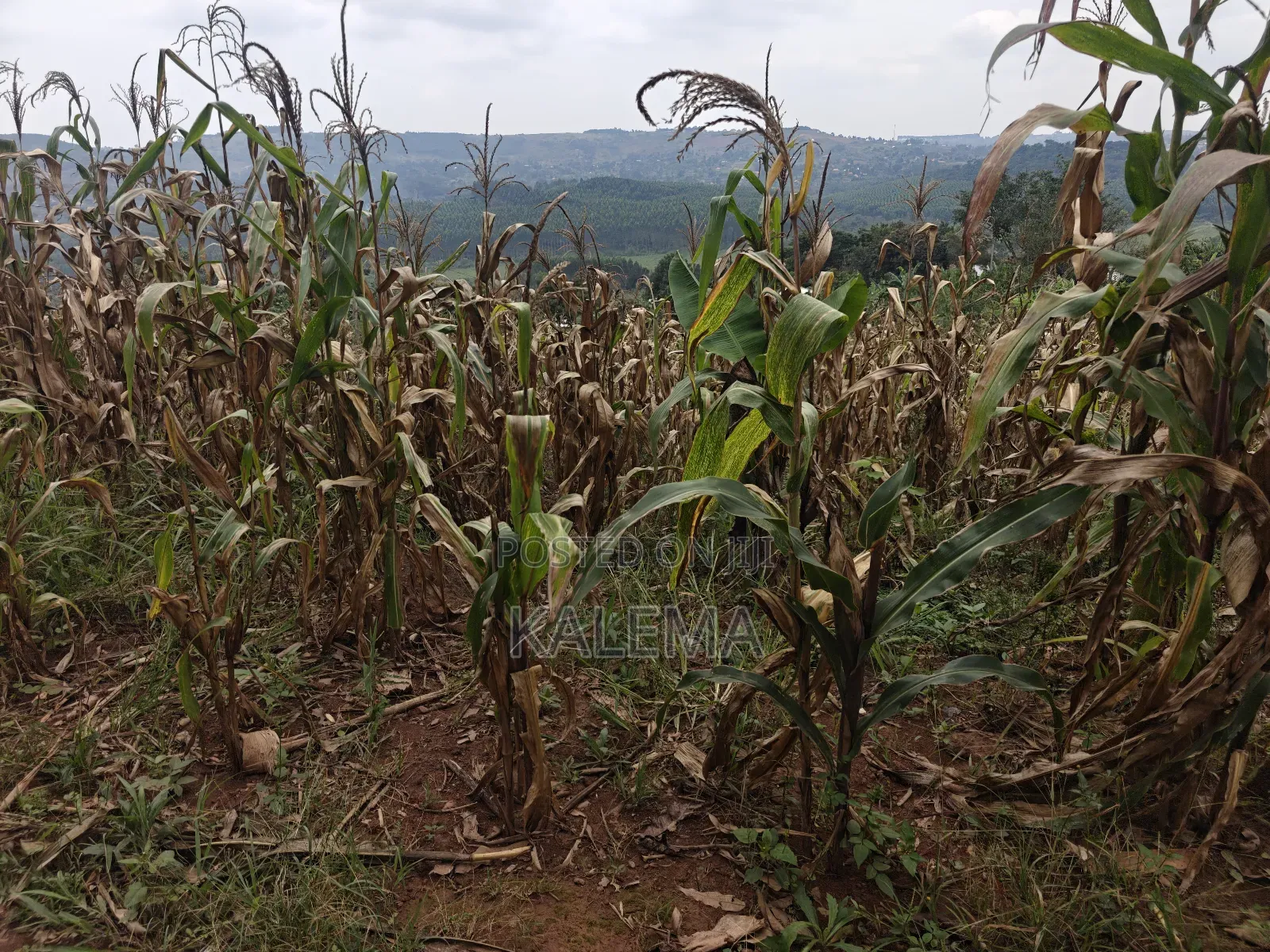 Maya Nakirebe Private Milo in Nsangi