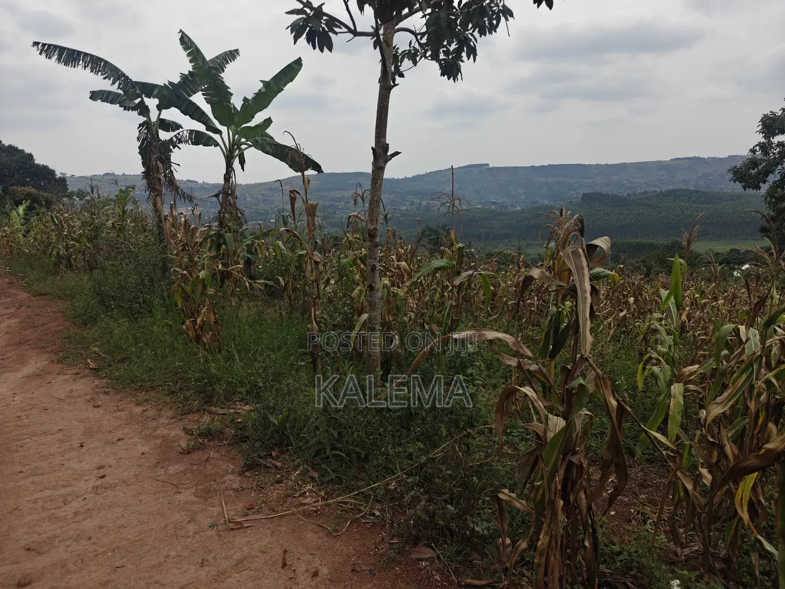Maya Nakirebe Private Milo in Nsangi