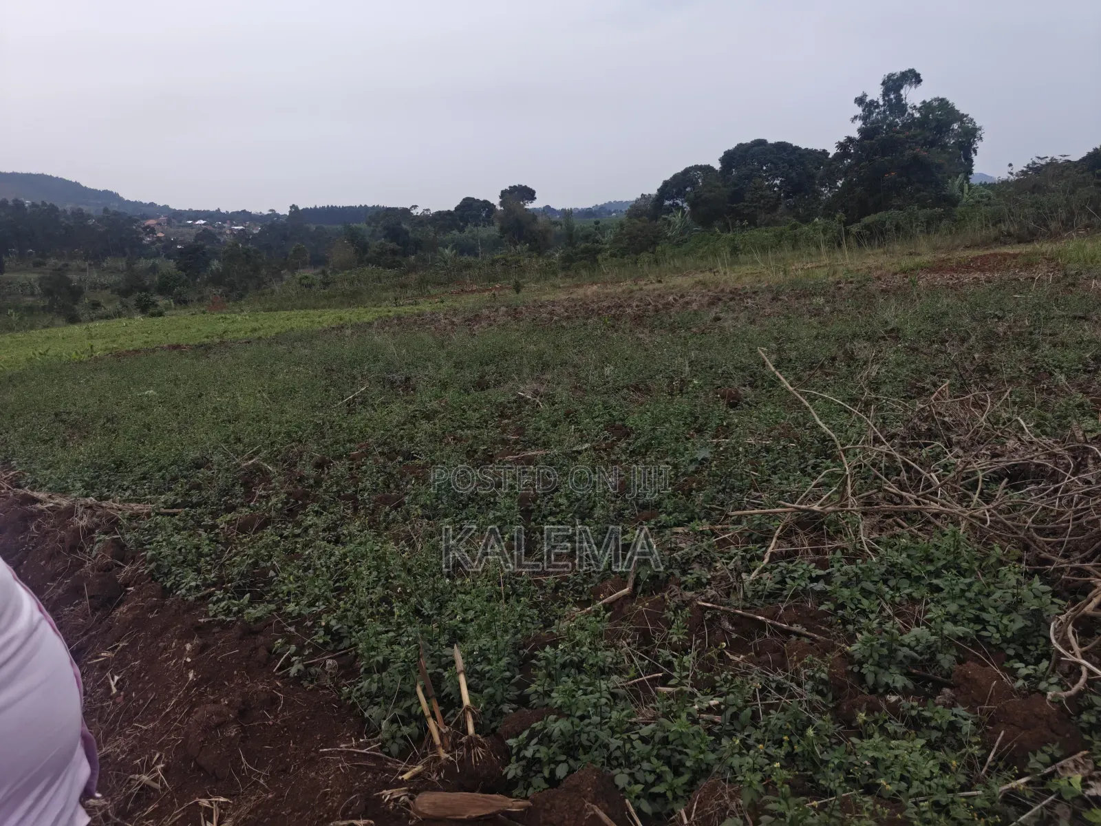 Private Milo Land With Ready Land Tiles in Mpigi / Mpigi