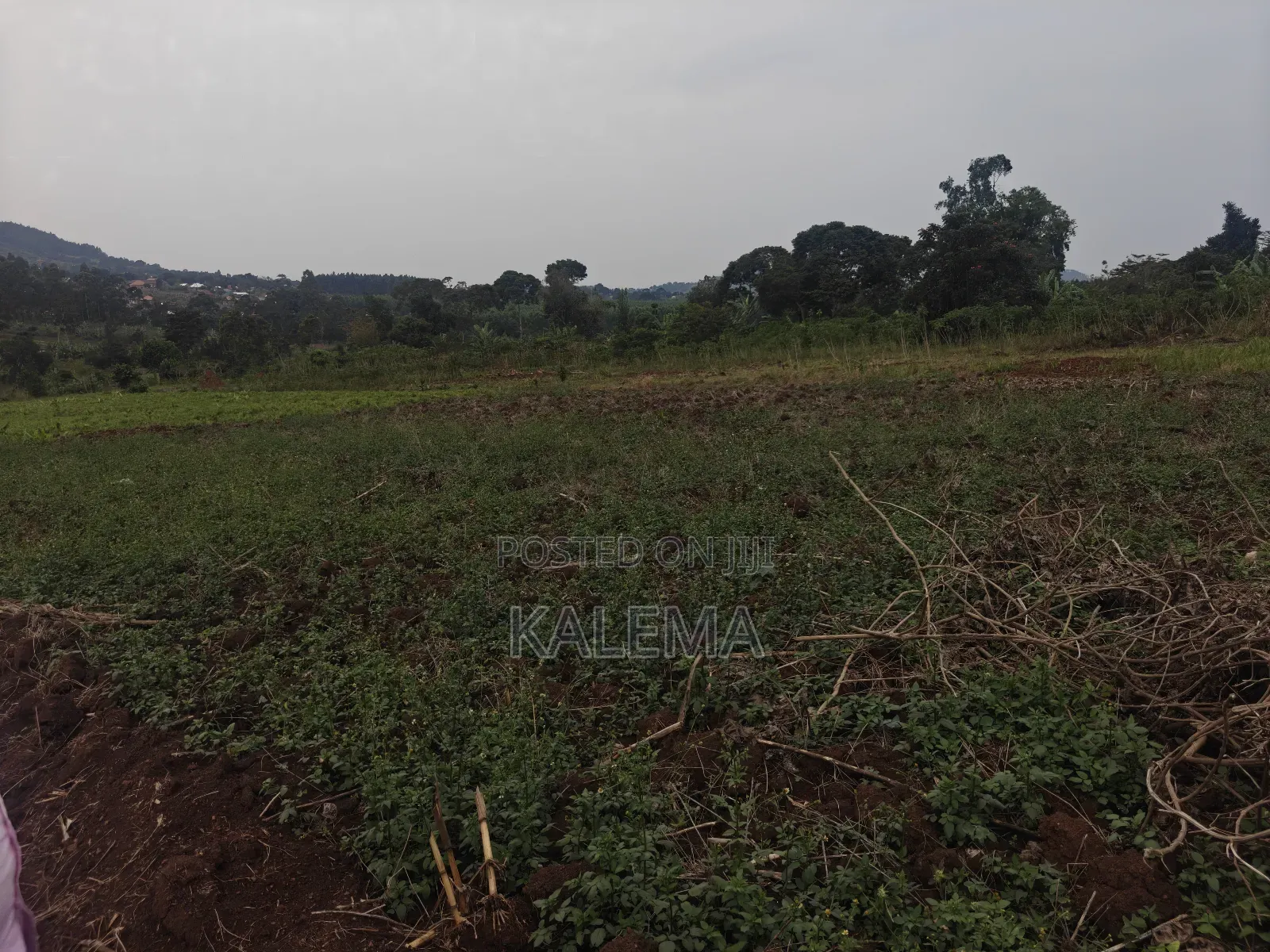 Private Milo Land With Ready Land Tiles in Mpigi / Mpigi