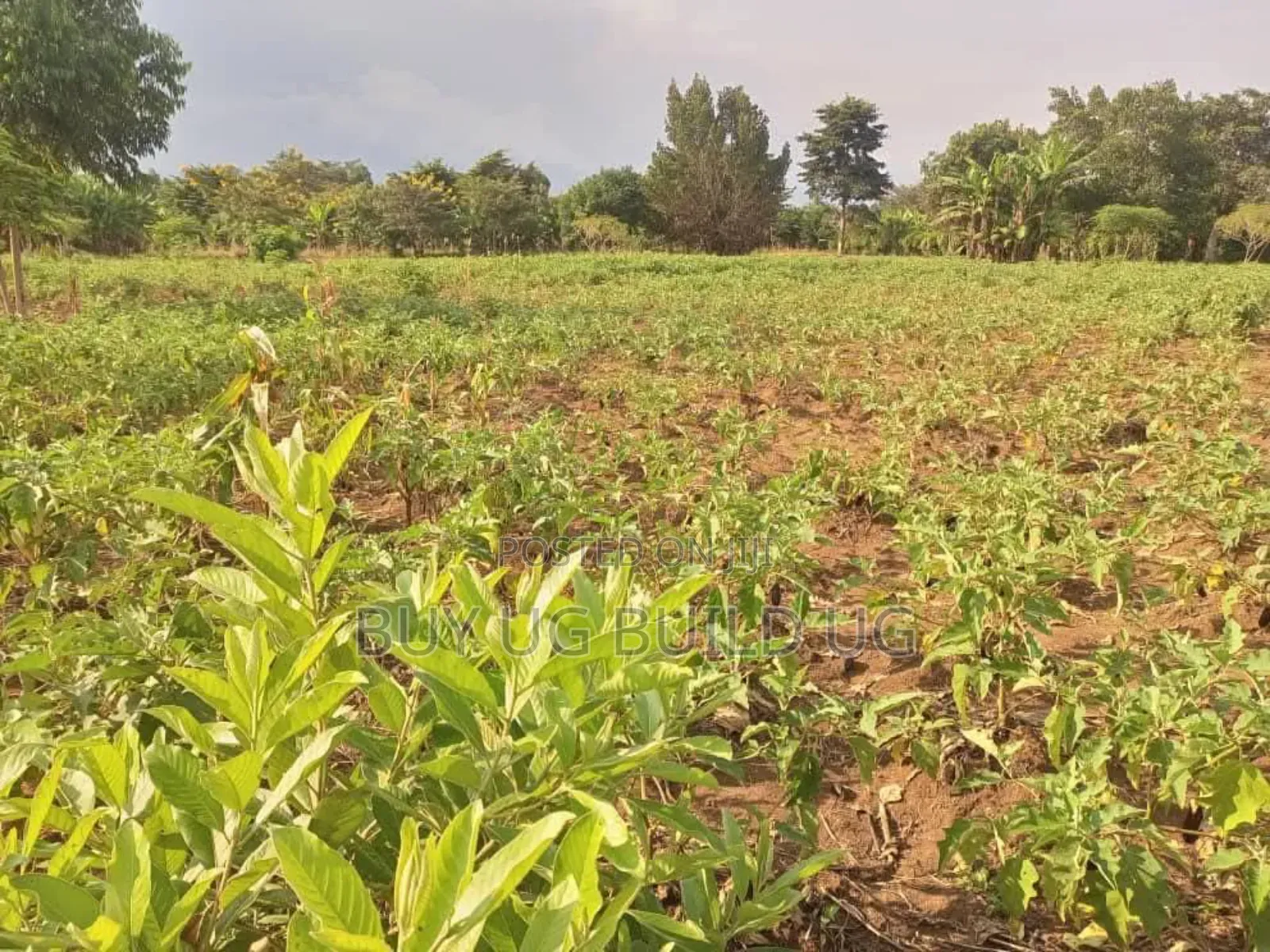 Quick Sale – #12acres in #Luweero_kamira at 15m in Kamira