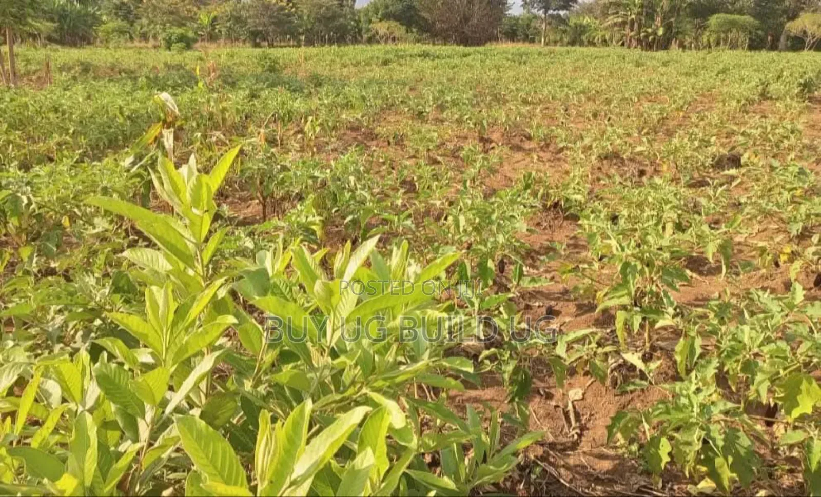 Quick Sale – #12acres in #Luweero_kamira at 15m in Kamira