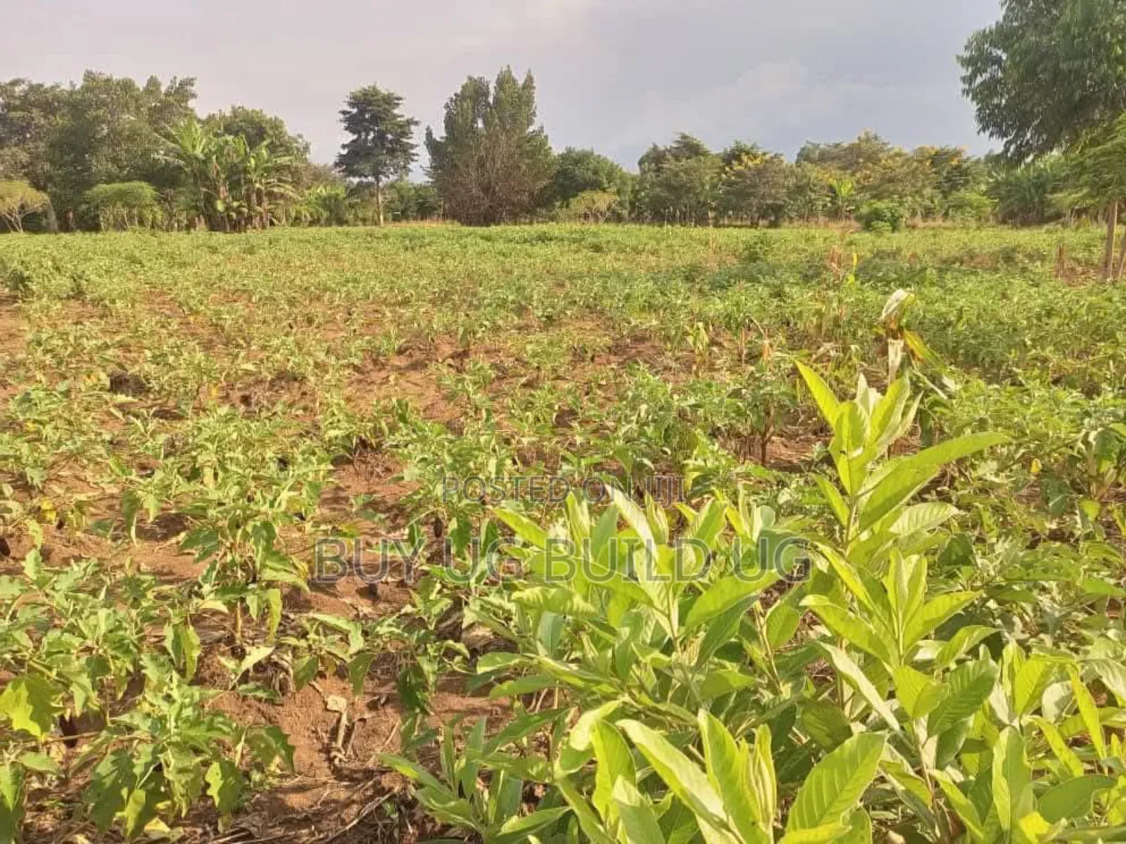 Quick Sale – #12acres in #Luweero_kamira at 15m in Kamira