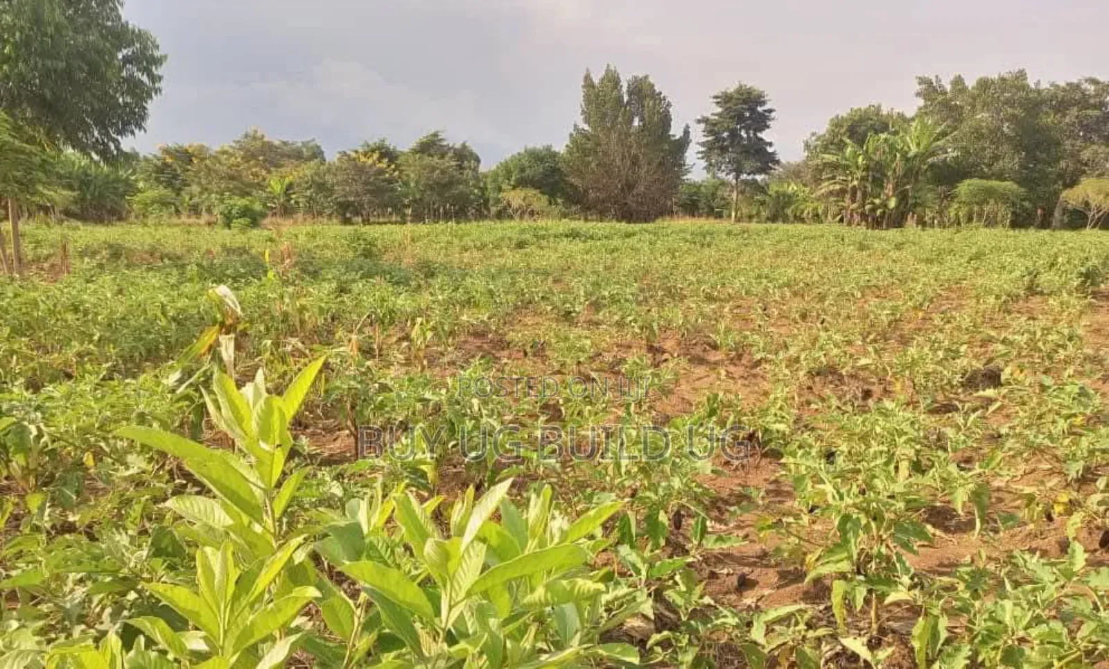 Quick Sale – #12acres in #Luweero_kamira at 15m in Kamira