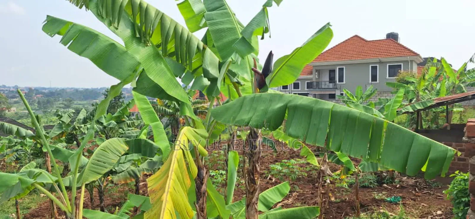 Buwate Najjera Plot for Sale Road at 235m . It's 25 Decimals in Nakawa