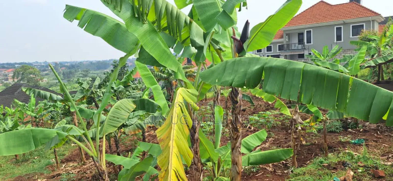Buwate Najjera Plot for Sale Road at 235m . It's 25 Decimals in Nakawa
