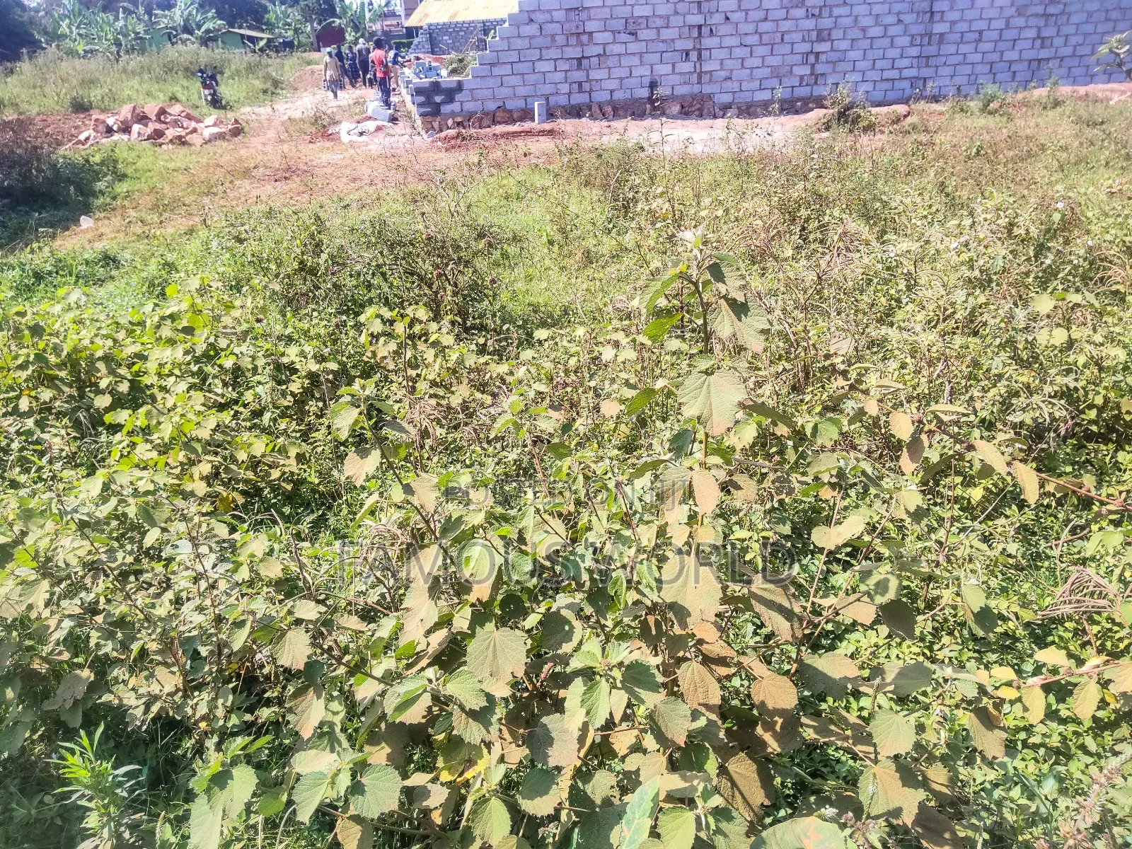 Nkumba Kigero Kasenyi Road Side 100 by 50 Mailo Titled Land on Sale in Katabi