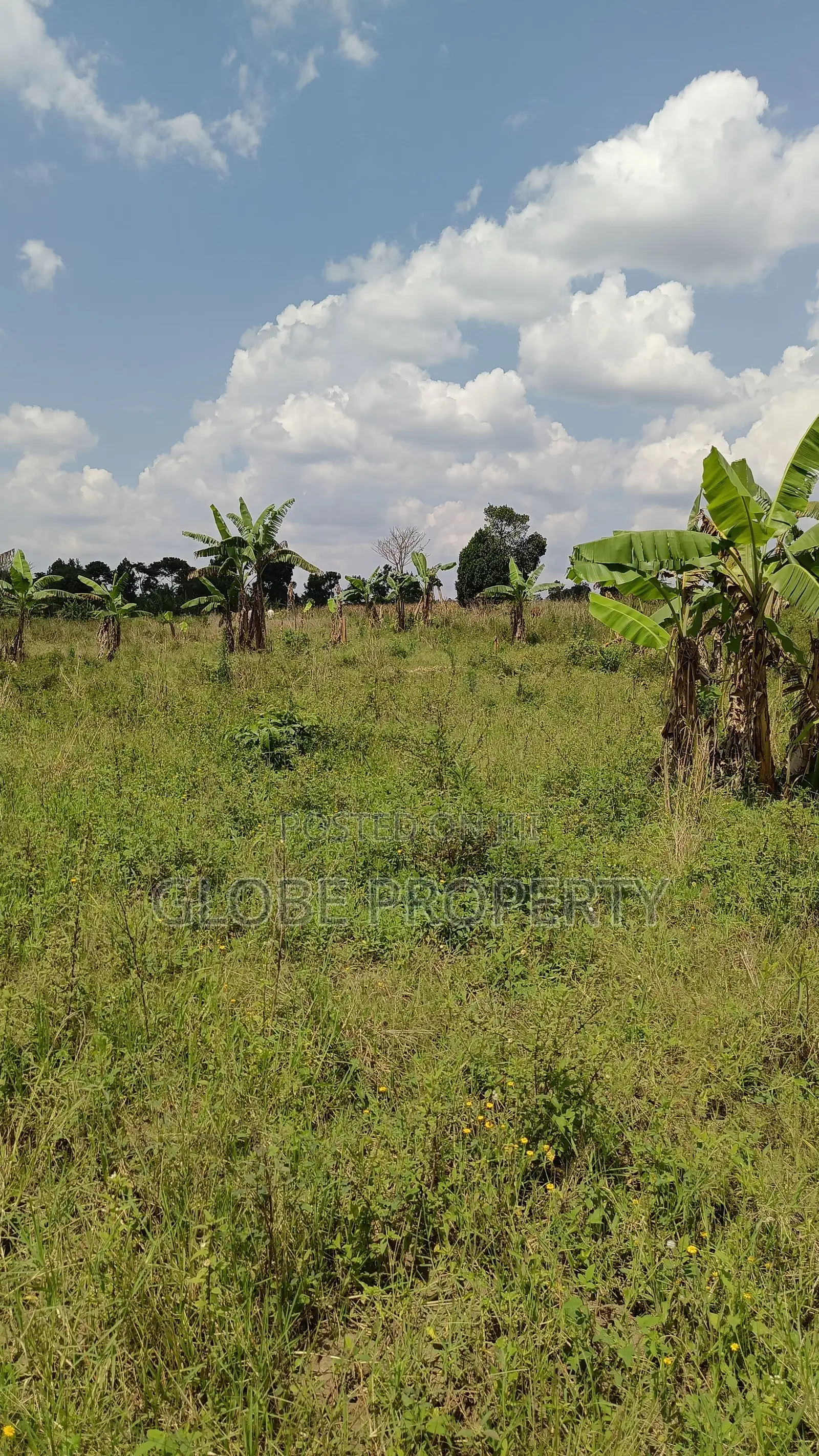 4 Acres of Farm Land for Sale in Ndese Nakifuma in Kasawo