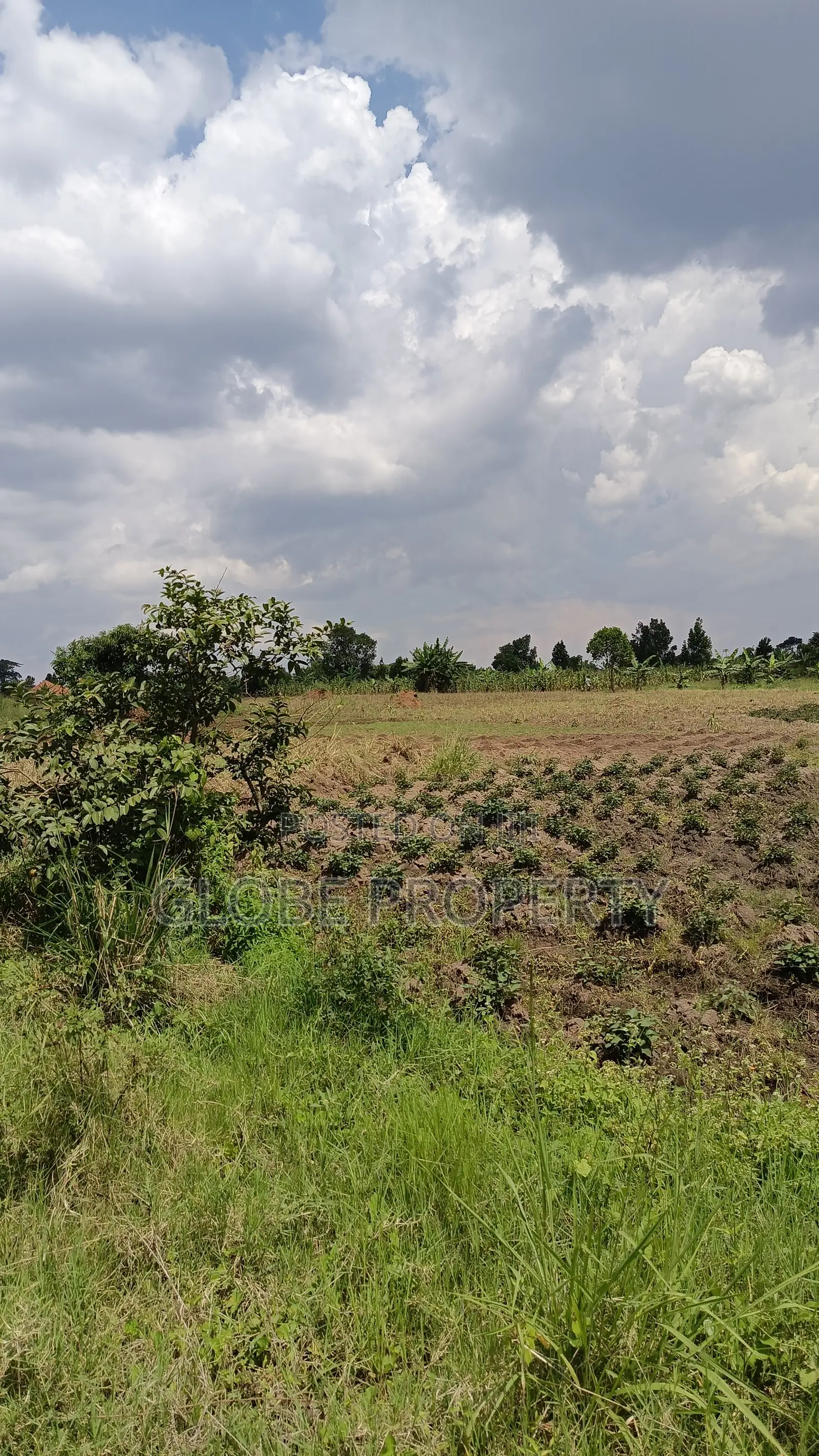4 Acres of Farm Land for Sale in Ndese Nakifuma in Kasawo