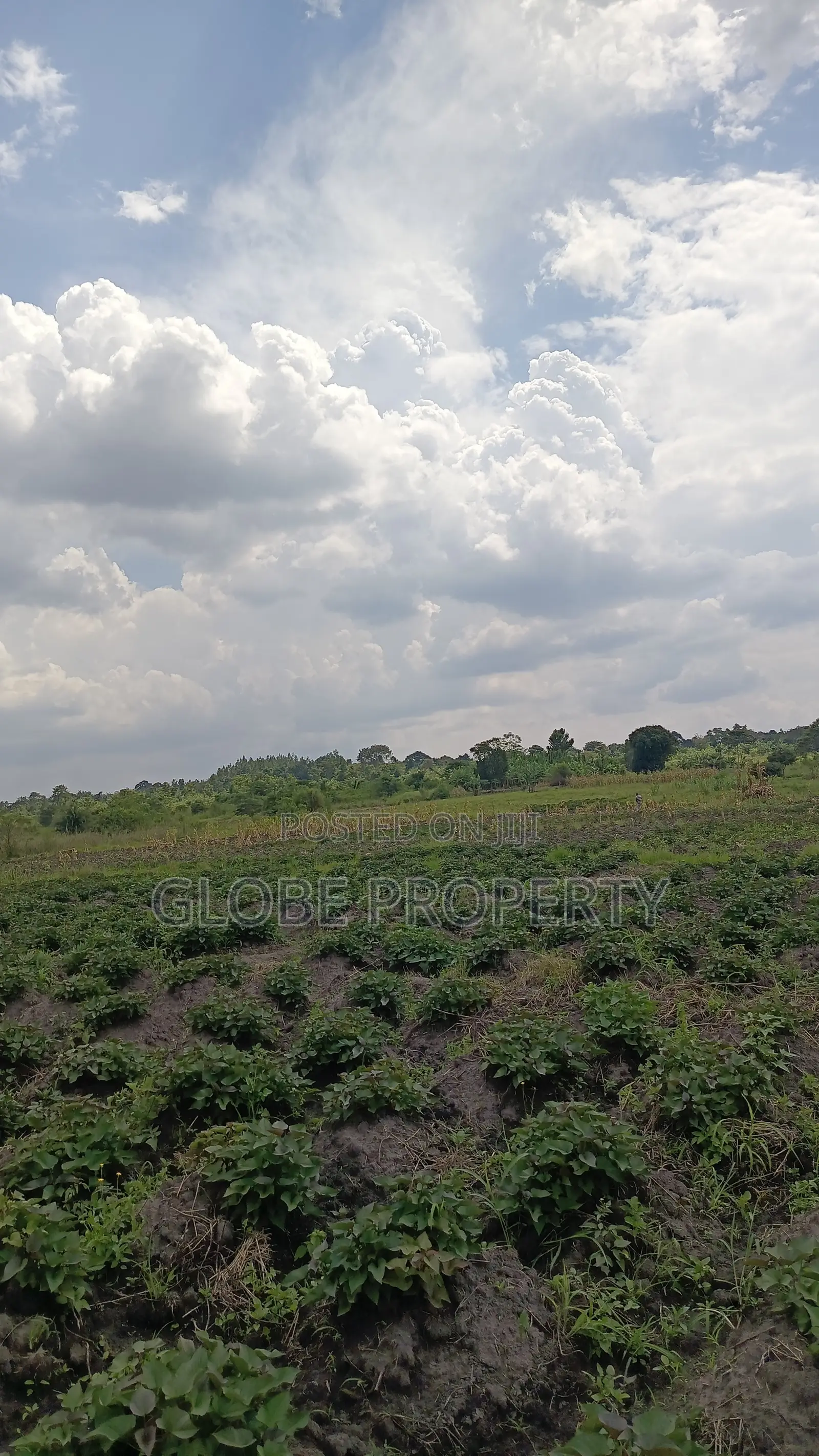100 Acres of Farmland for Sale in Bbale Kayunga at Ugx 7m Per Acre. in Bbaale