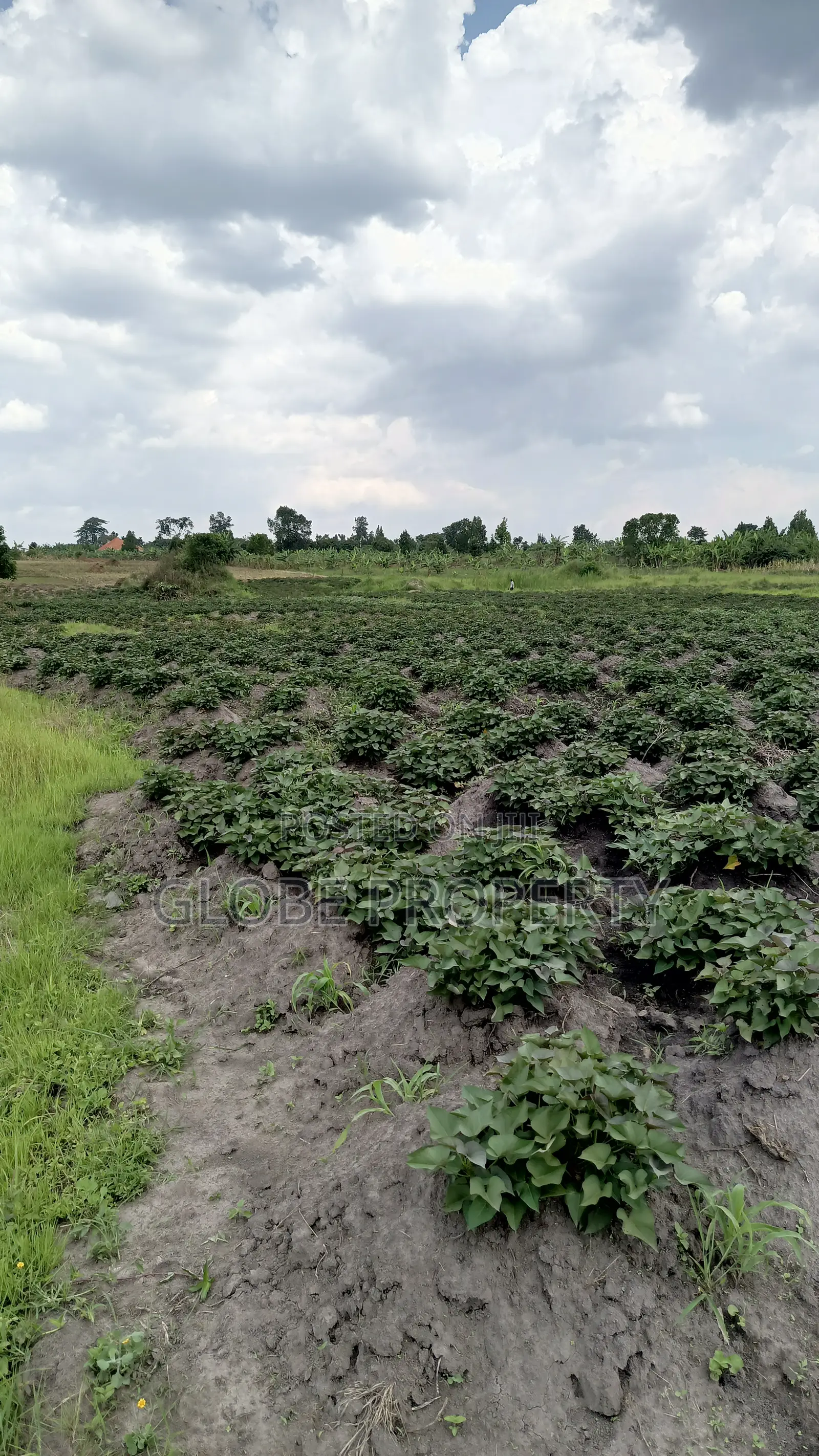 100 Acres of Farmland for Sale in Bbale Kayunga at Ugx 7m Per Acre. in Bbaale