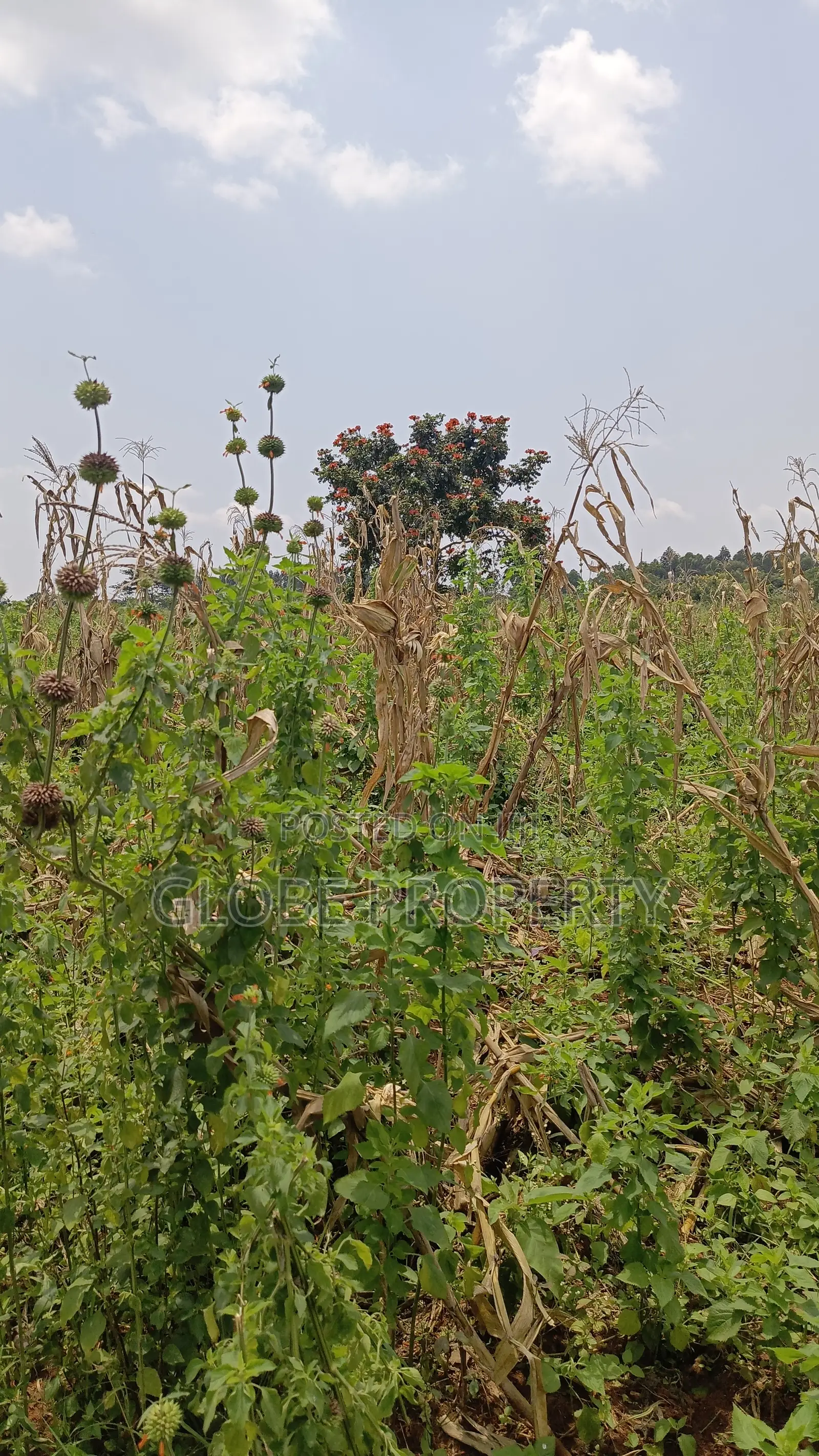 20 Acres of Farm Land for Sale in Bbale at Ugx 7.5m Per Acre in Bbaale