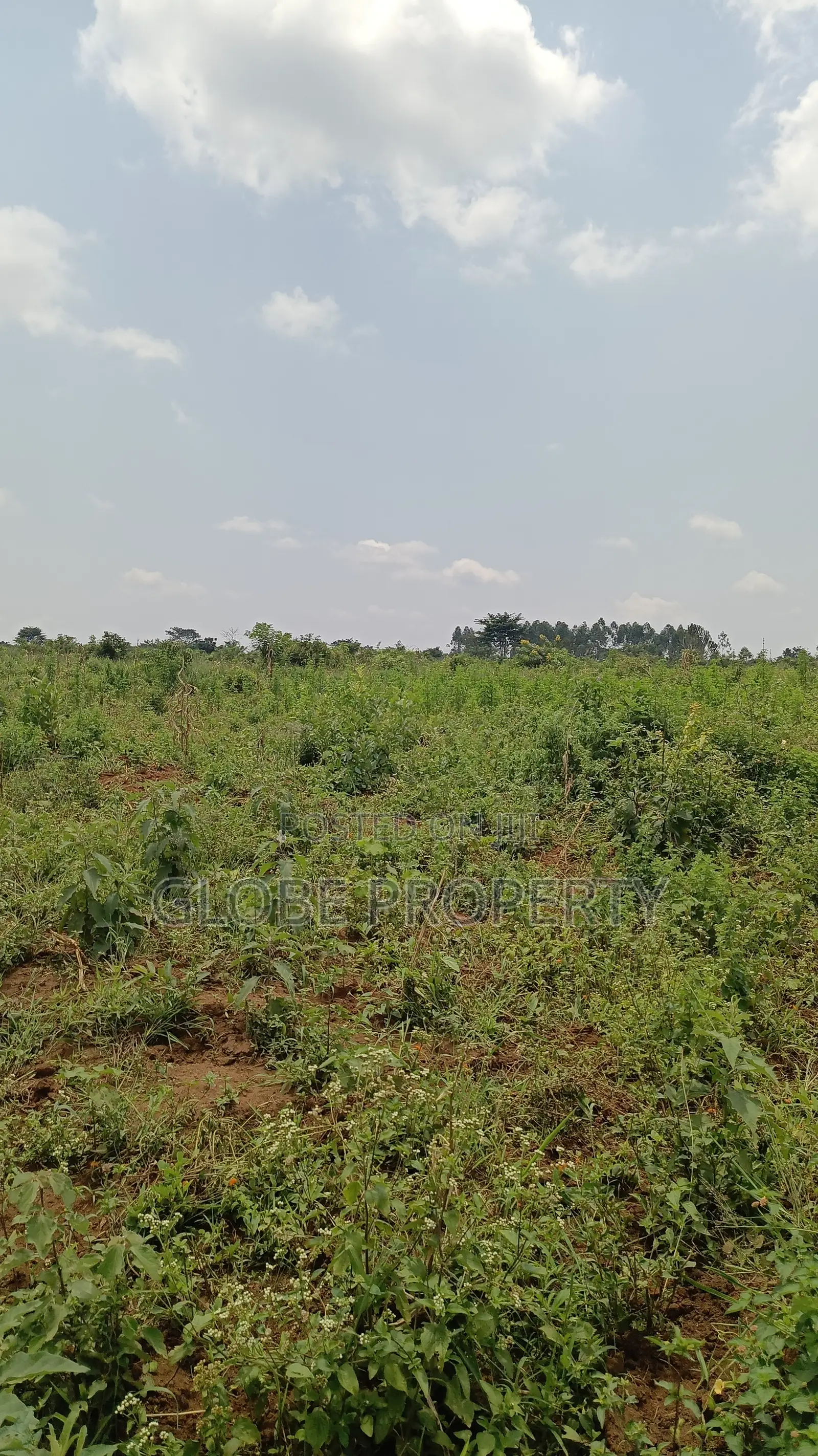 20 Acres of Farm Land for Sale in Bbale at Ugx 7.5m Per Acre in Bbaale