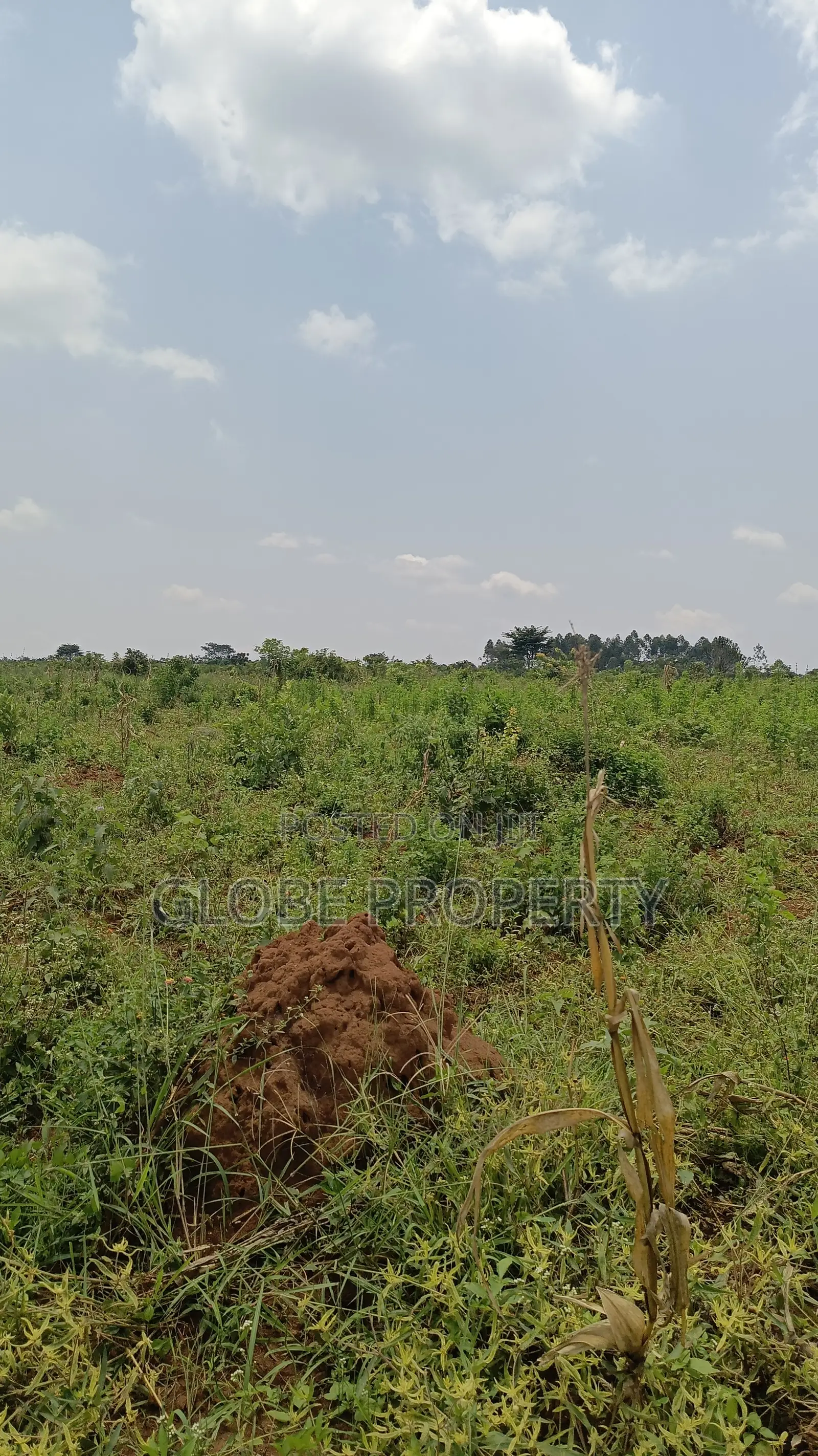 20 Acres of Farm Land for Sale in Bbale at Ugx 7.5m Per Acre in Bbaale