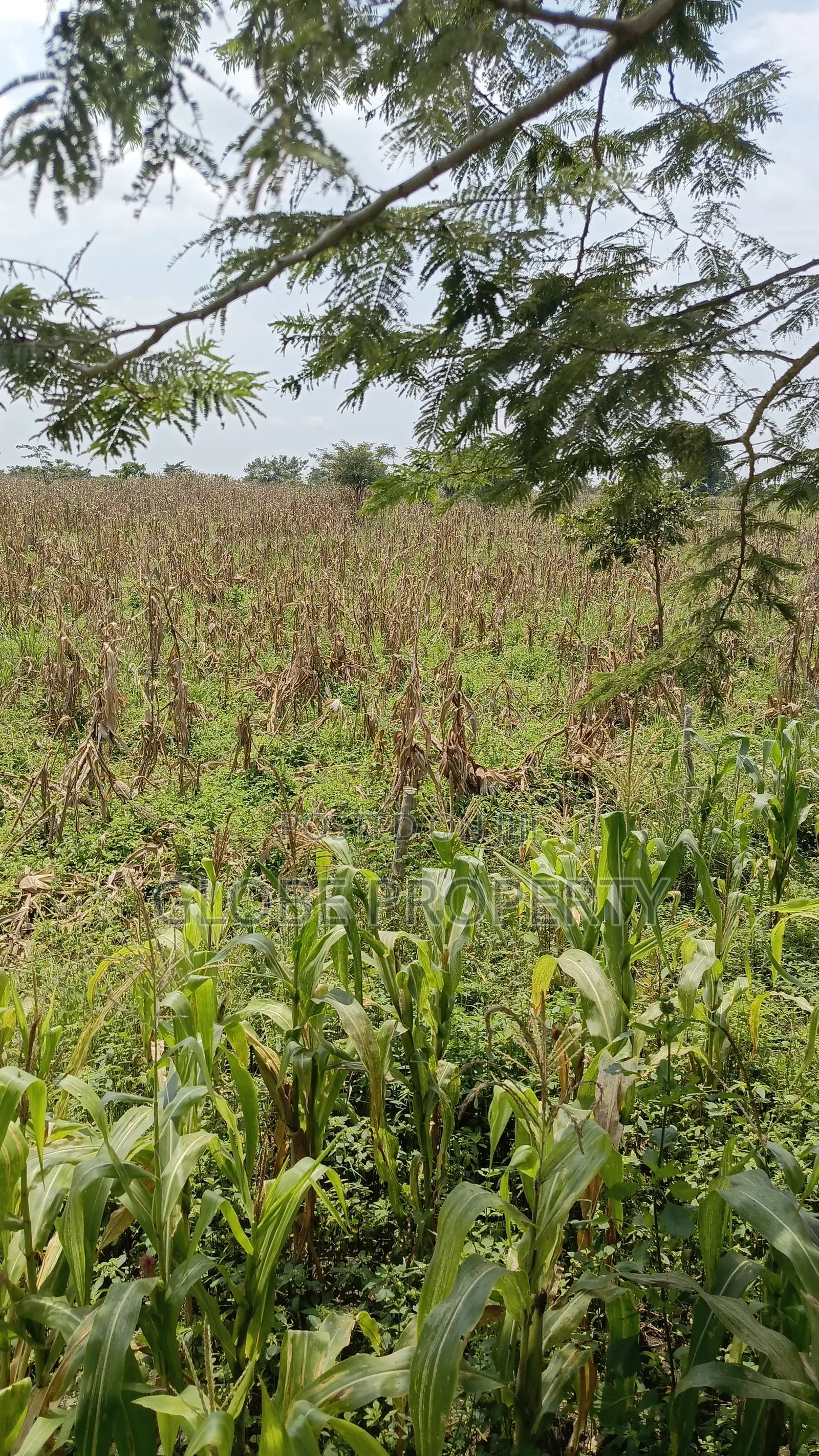 80 Acres of Land for Sale Near Bbale Town in Bbaale