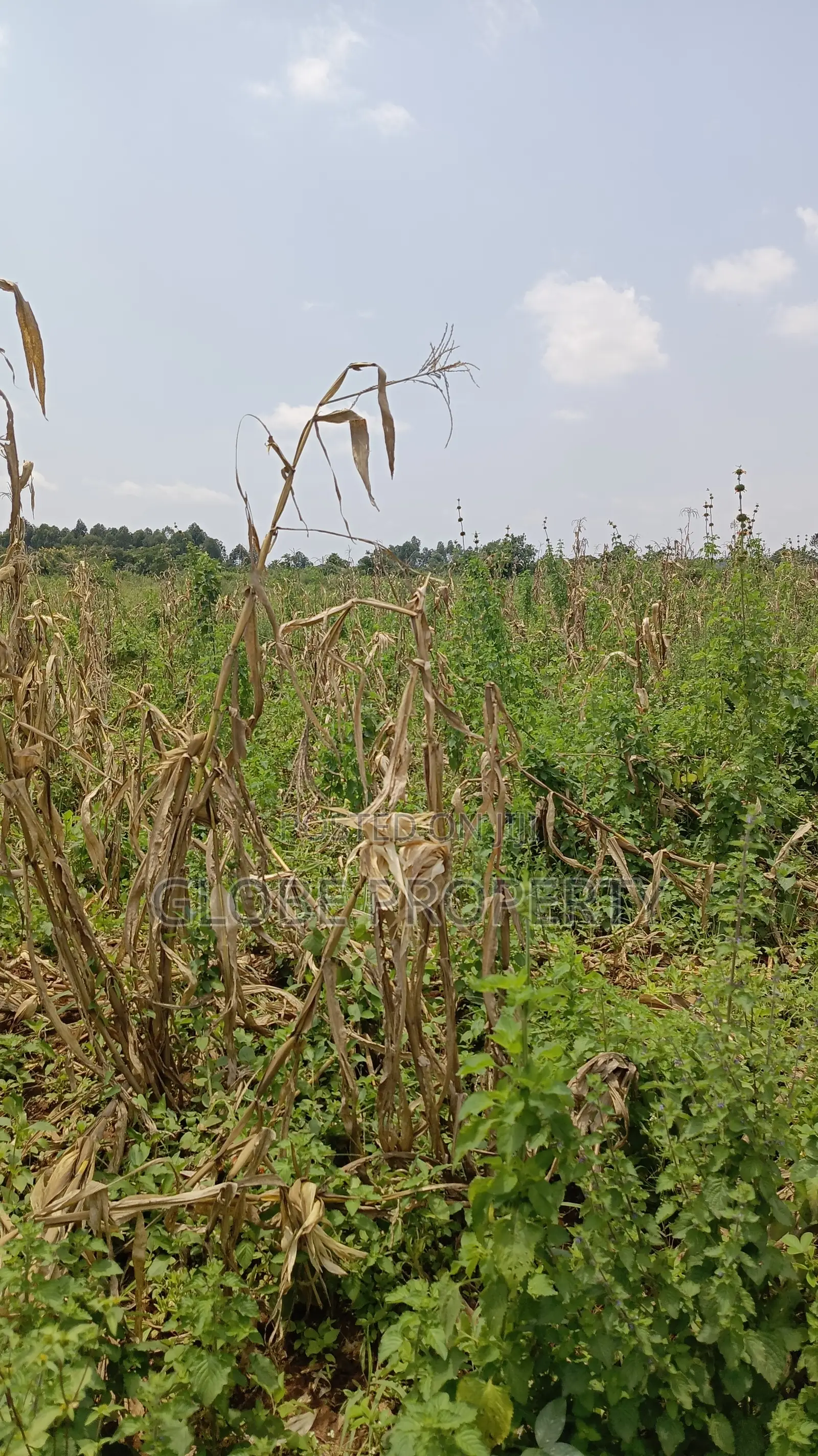 80 Acres of Land for Sale Near Bbale Town in Bbaale