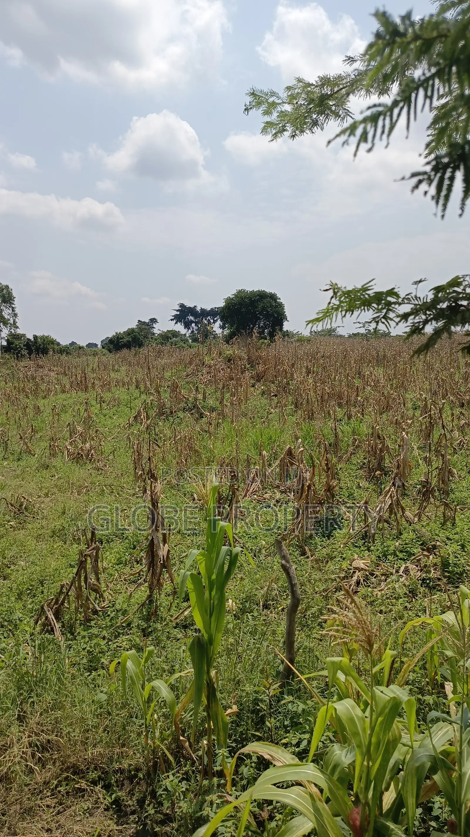 80 Acres of Land for Sale Near Bbale Town in Bbaale