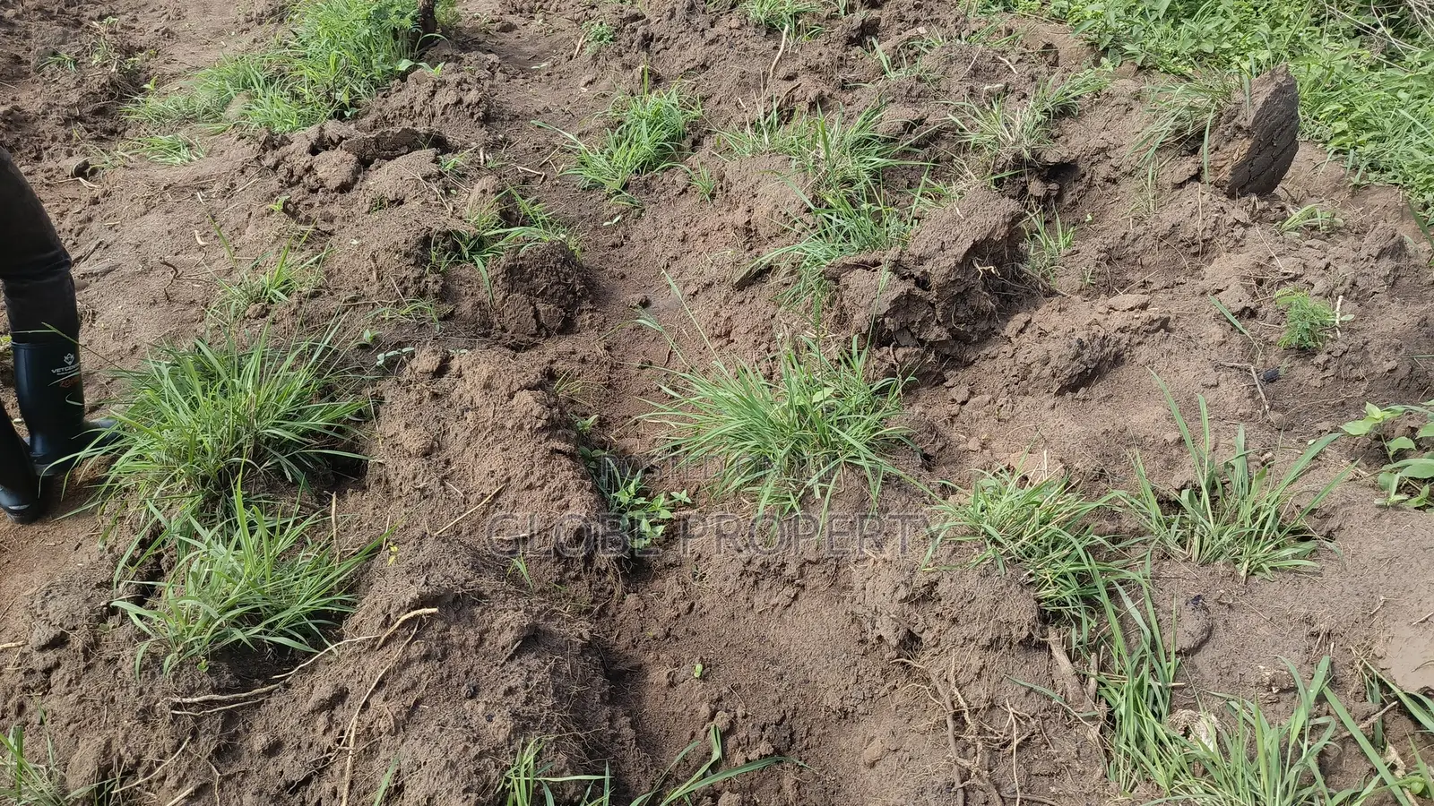 1 Square Mile of Farm Land for Sale in Kayunga at Only 6.5m Owr Acre in Bbaale