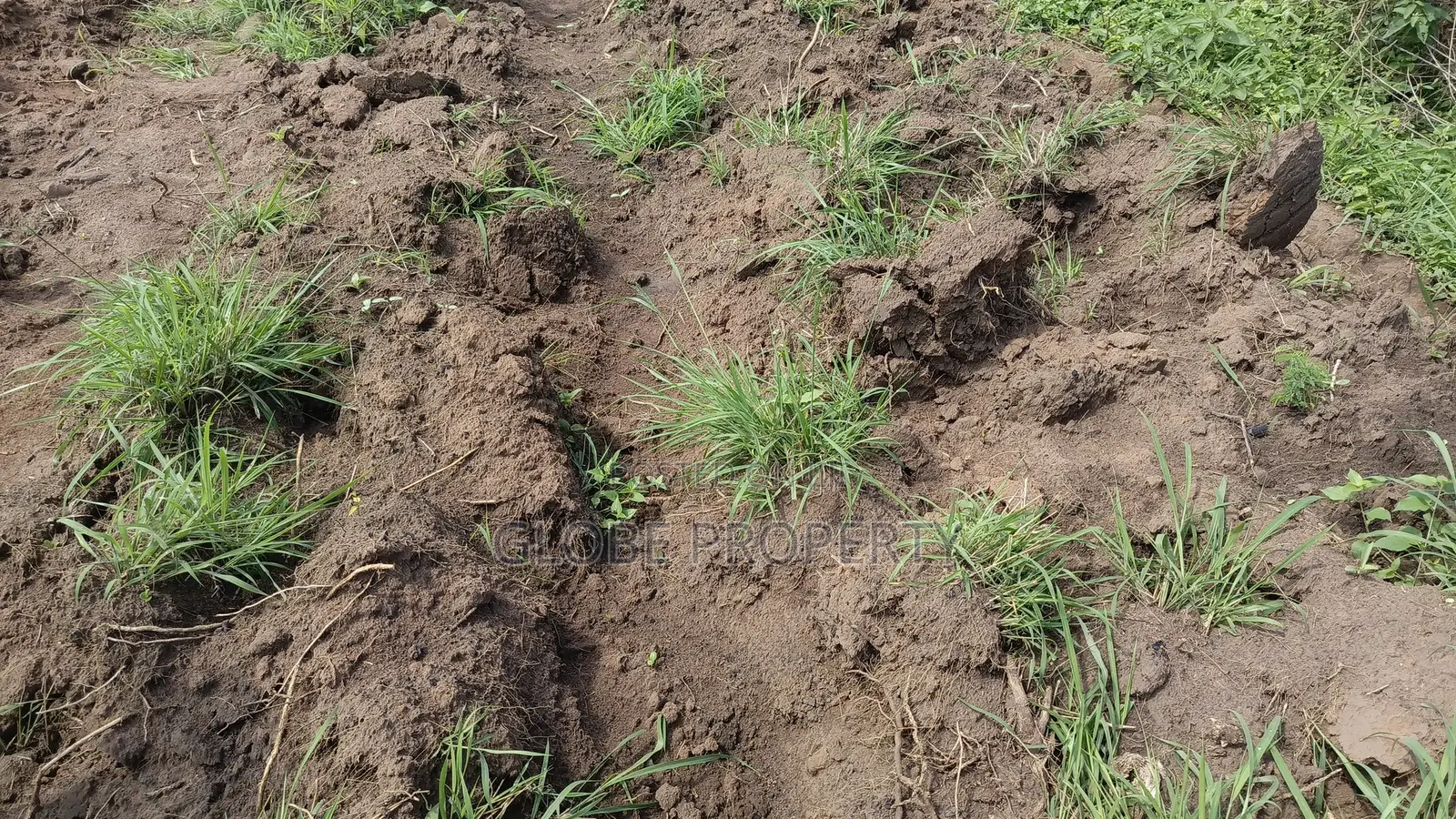 1 Square Mile of Farm Land for Sale in Kayunga at Only 6.5m Owr Acre in Bbaale