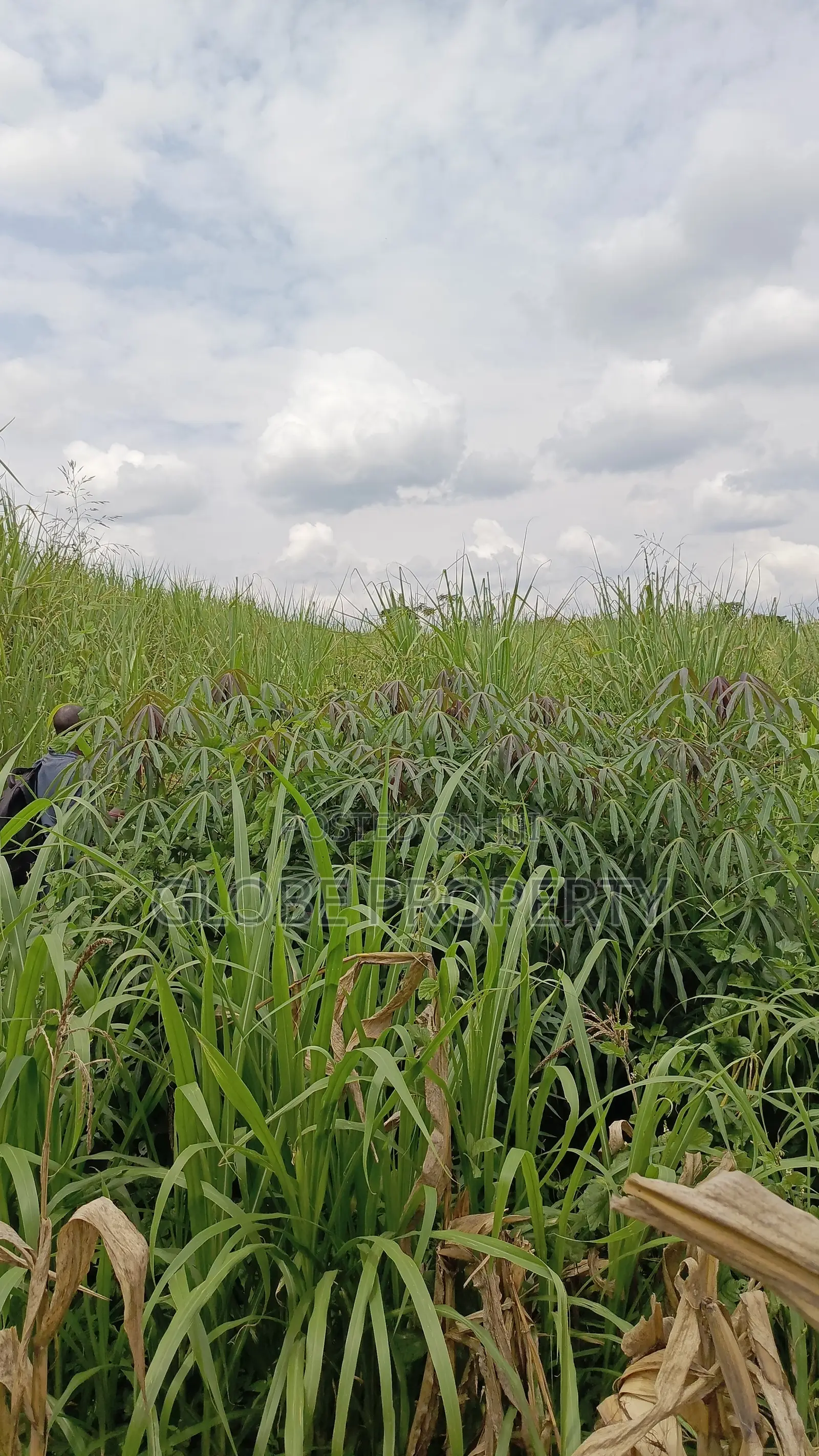 3 Acres of Farmland for Sale in Nakifuma at Only 30m Per Acre in Kasawo