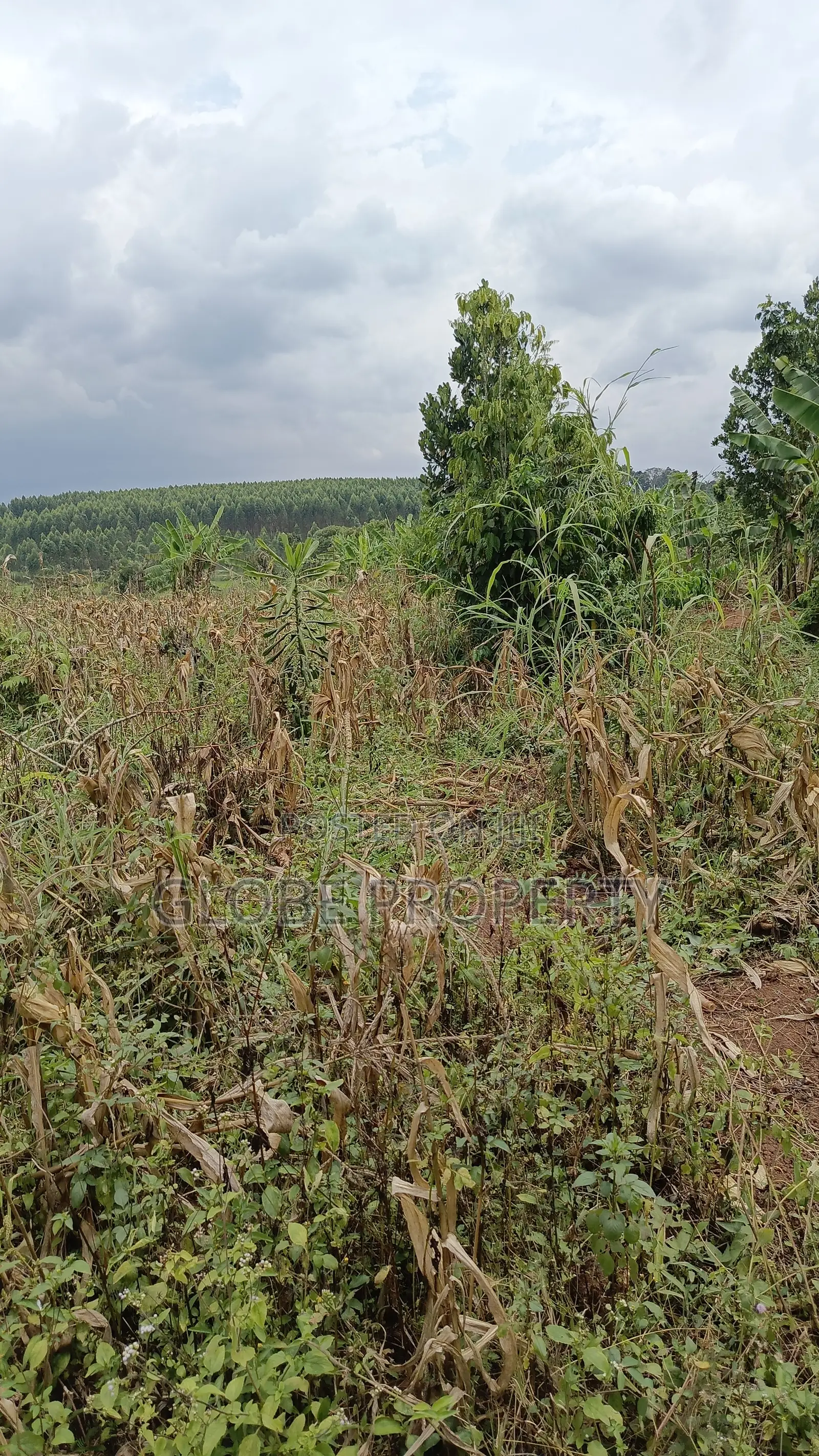 3 Acres of Farmland for Sale in Nakifuma at Only 30m Per Acre in Kasawo