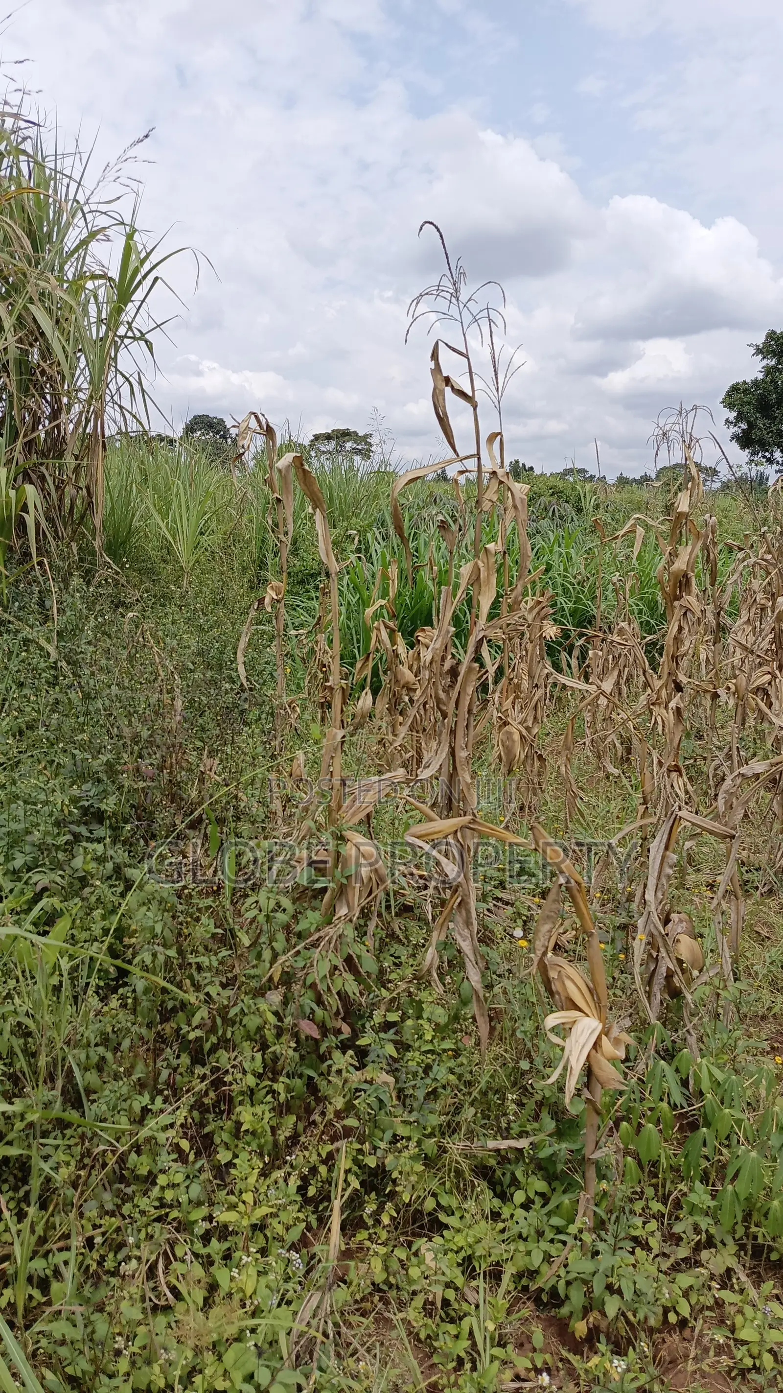 3 Acres of Farmland for Sale in Nakifuma at Only 30m Per Acre in Kasawo